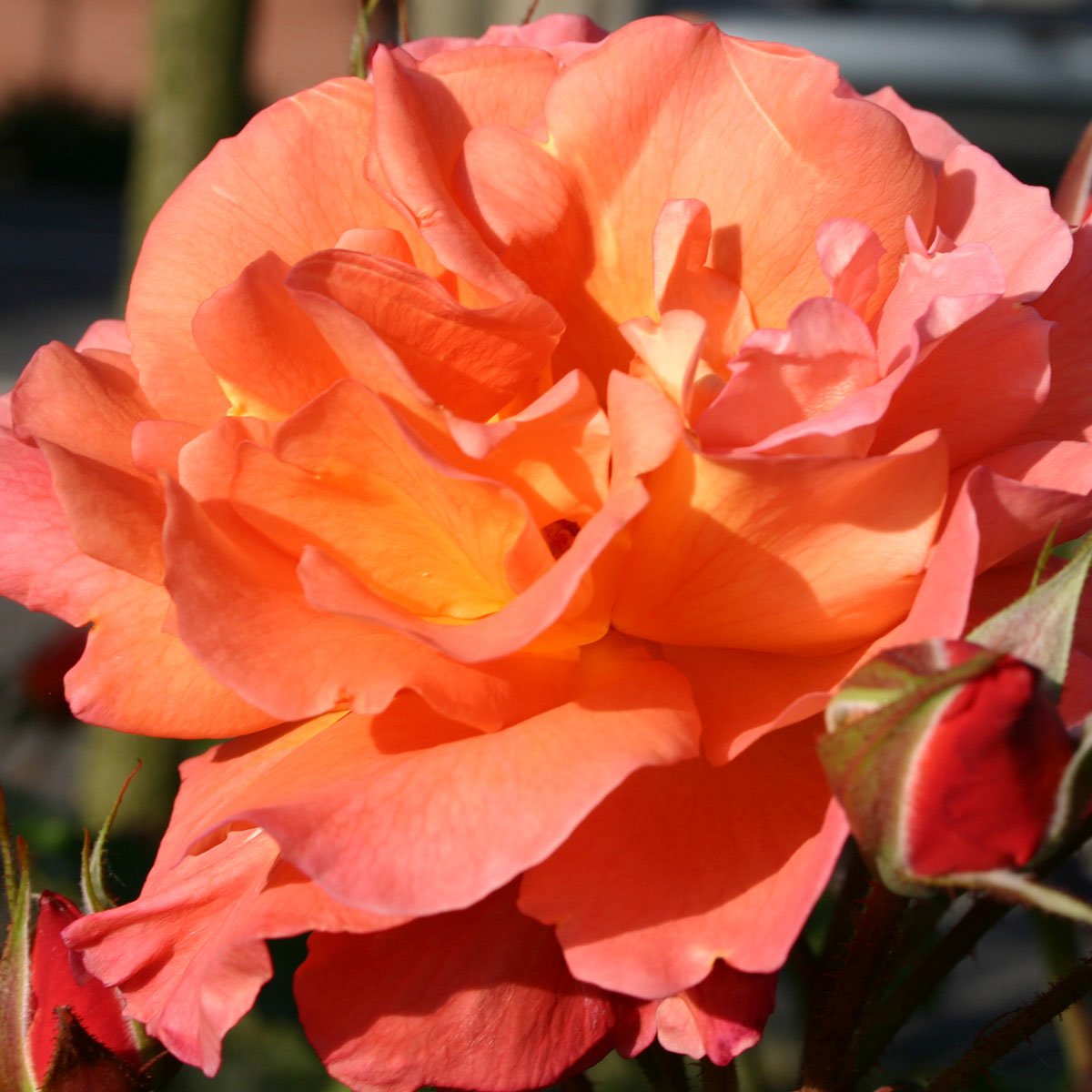 nærbilde av den oransje buskrosen Westerland