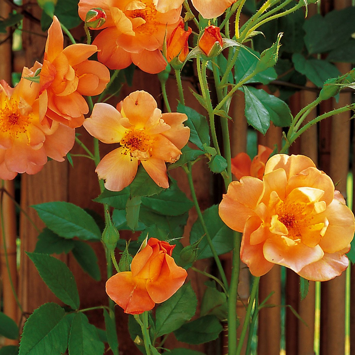 oransje rose - buskrose Westerland