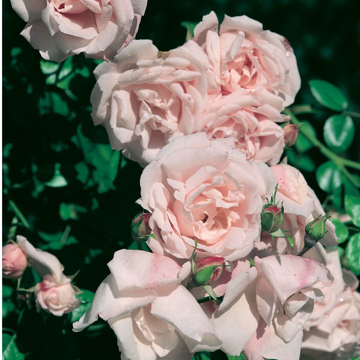 klatrerose New Dawn i lys rosa farge