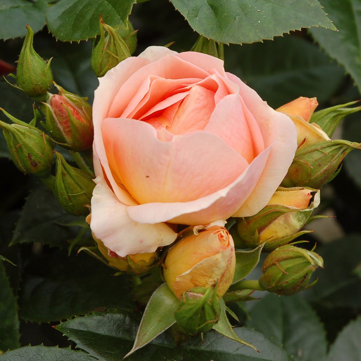 KLASEROSE HANSESTADT ROSTOCK ferskenfarget