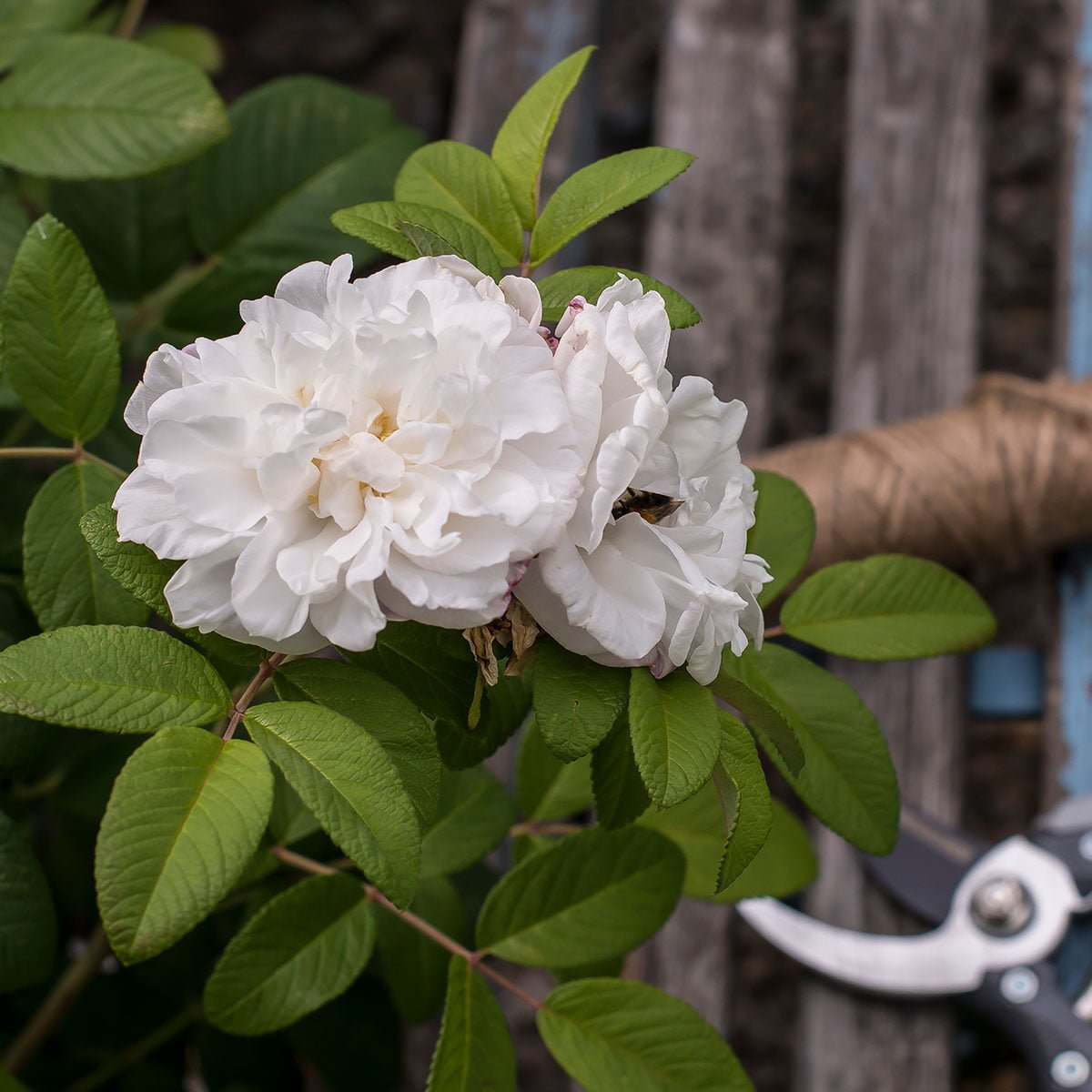 hvit louis bugnet buskrose