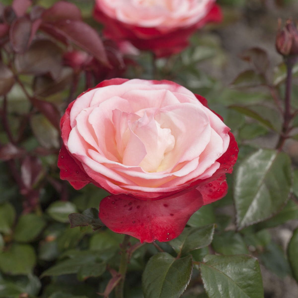 Stilkrose 'Nostalgie'