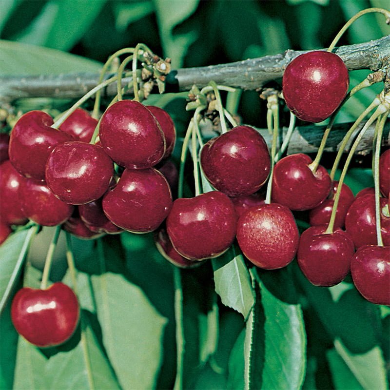 Søtkirsebær 'Lapins'