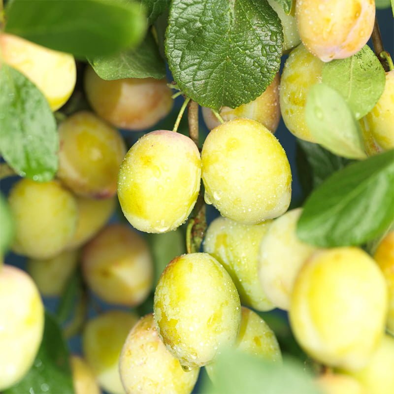 Plomme 'Reine Claude D'oullins'