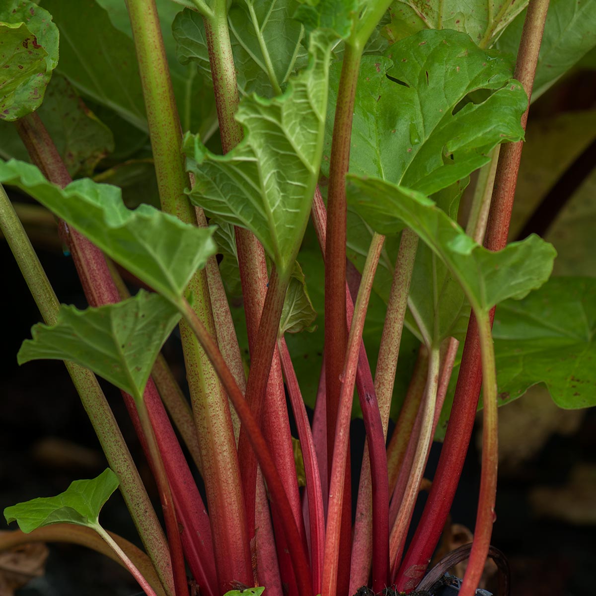Rabarbra 'Fultons Strawberry Surprise' er en rabarbrasort med lange, fine og røde stilker som har en fin jordbærsmak