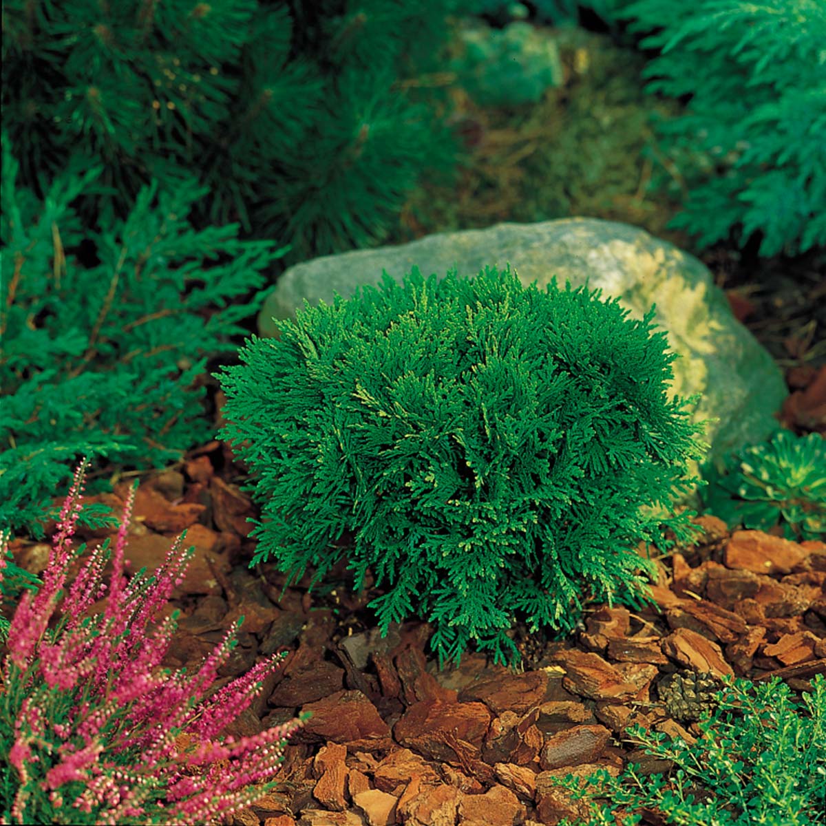 Kuletuja 'Tiny Tim' er en dvergbusk med kompakt kuleform.