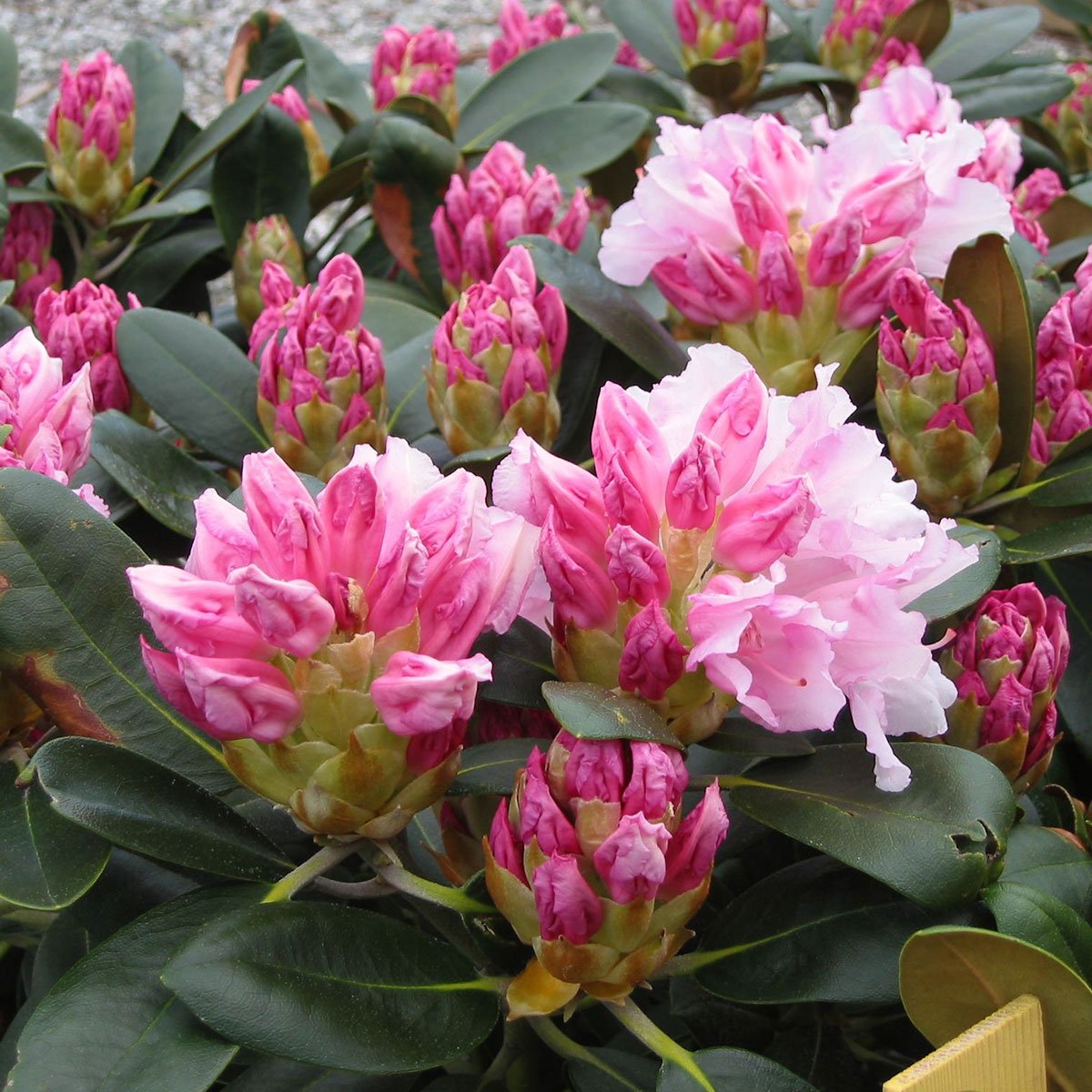 Busk med kompakt og avrundet vekst. Bladene er mørkt grønne, og får ofte et filtbelegg både på over- og undersiden av bladen