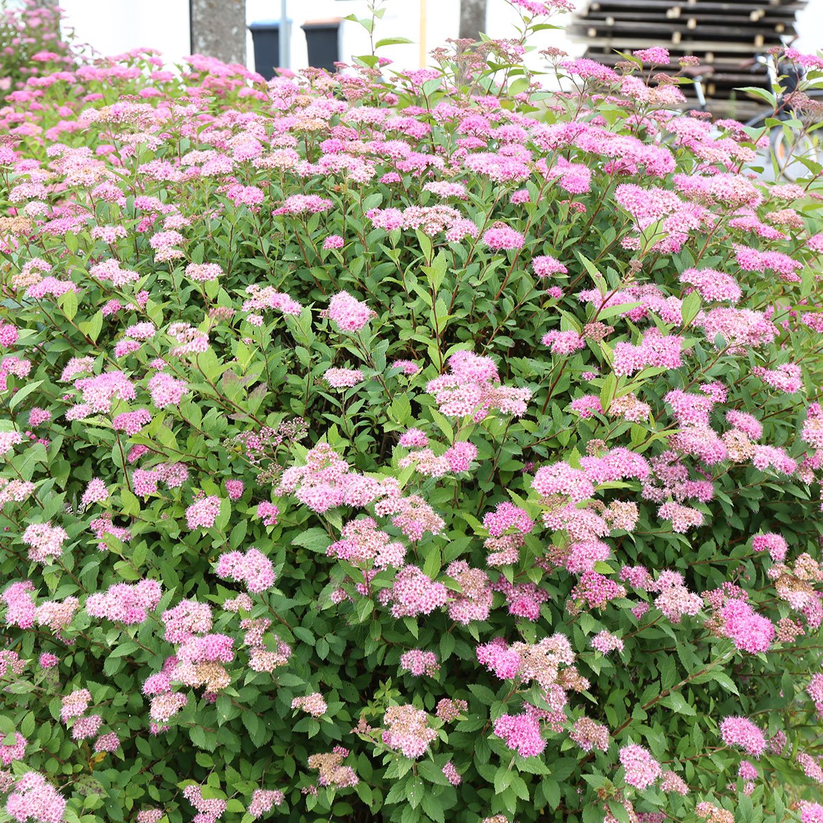 Japanspirea 'Froebelli' er en vakker sommerblomstrende plante som blir mest brukt som lave hekker