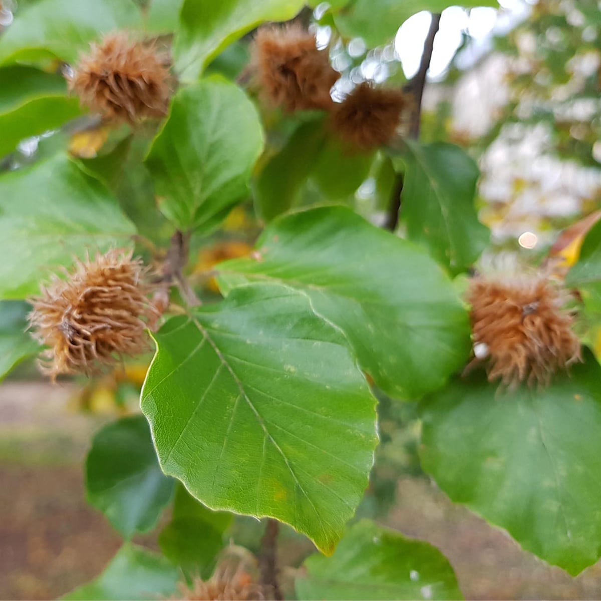 Bøk kan bli et stort tre med vid krone. Den blir også mye brukt som klipt hekk.