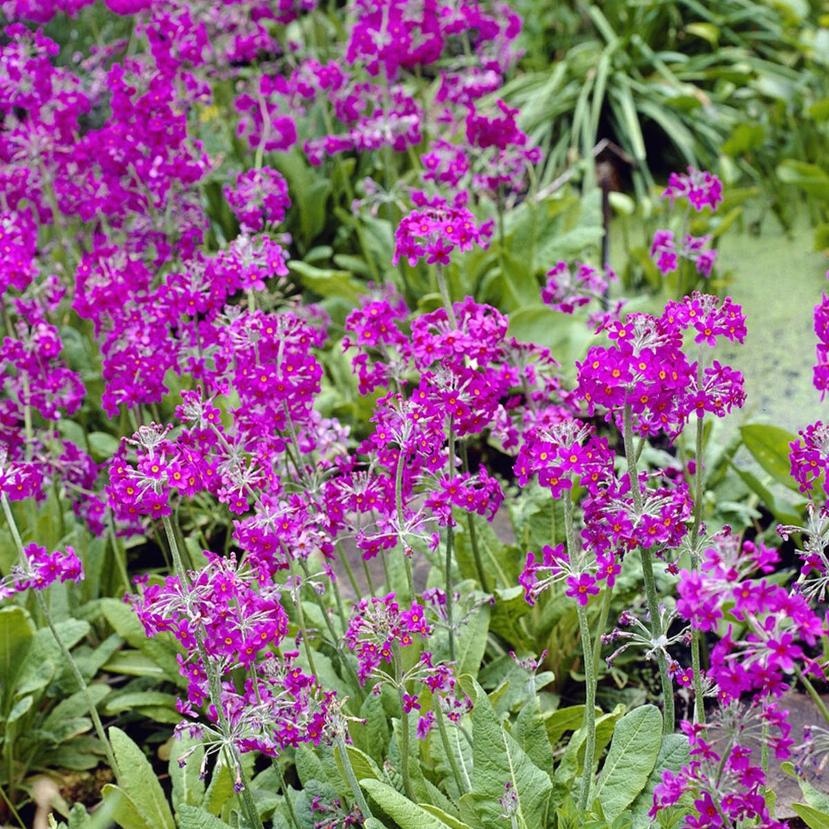 Japanprimula liker seg best i kyststrøk, og er en fin og lav blomstrende staude som trives i halvskygge eller sol.