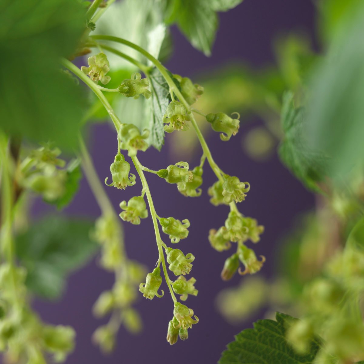 Nærbilde av alperips Schmidt