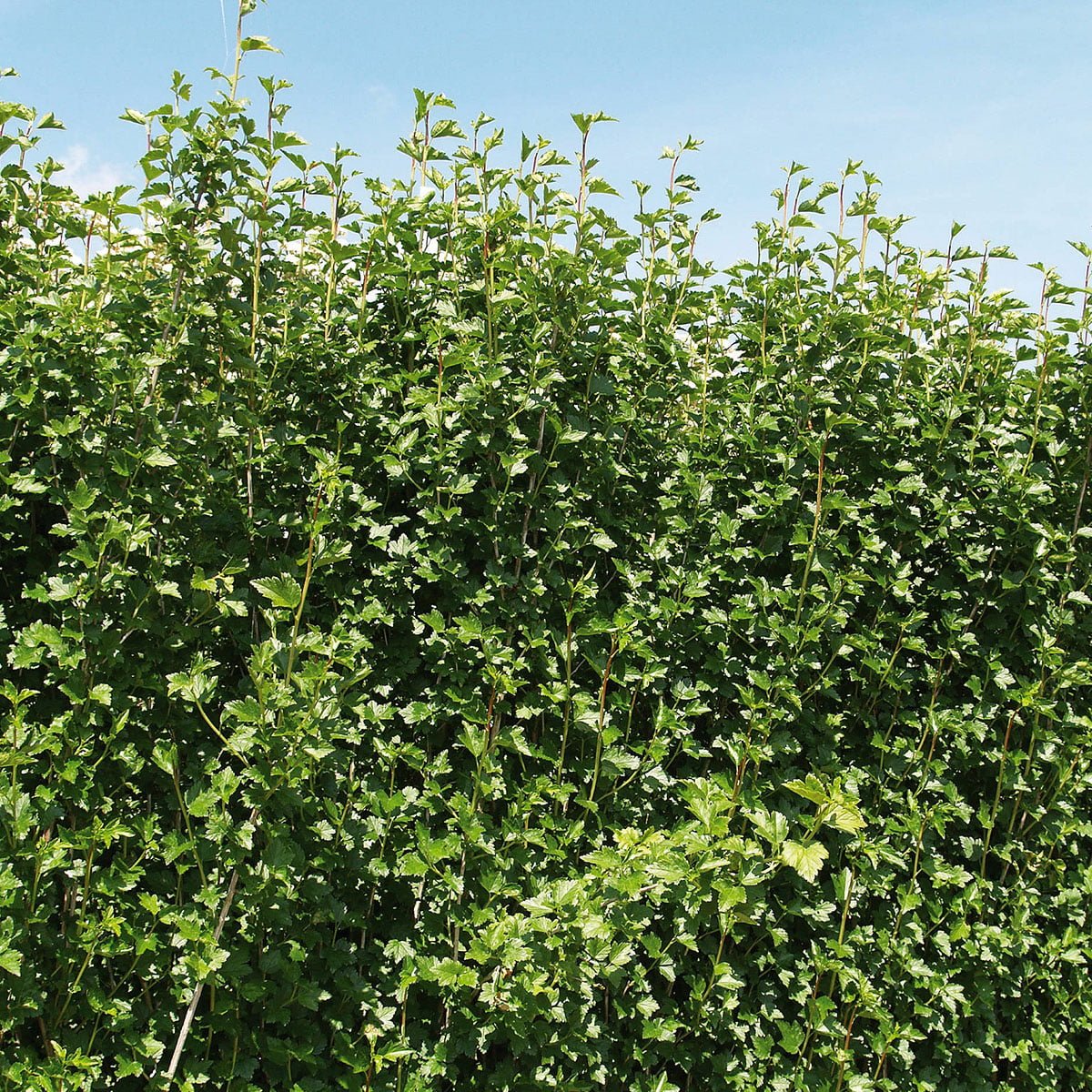 Hekk av alperips, ribes alpinum