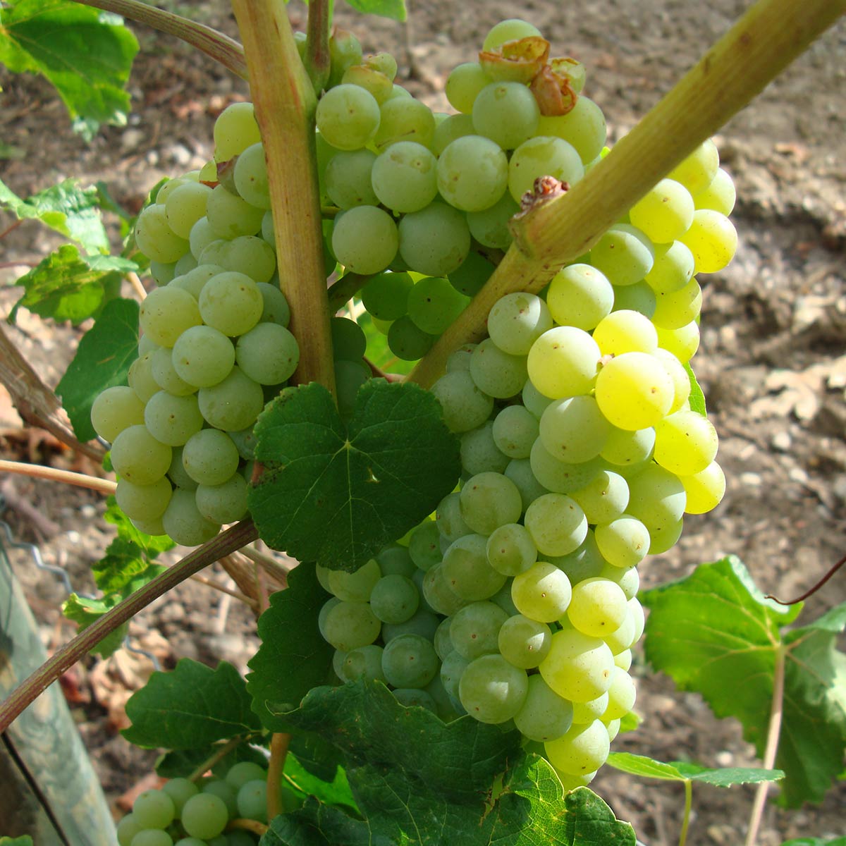 Grønne drueklaser på ranker, Supaga