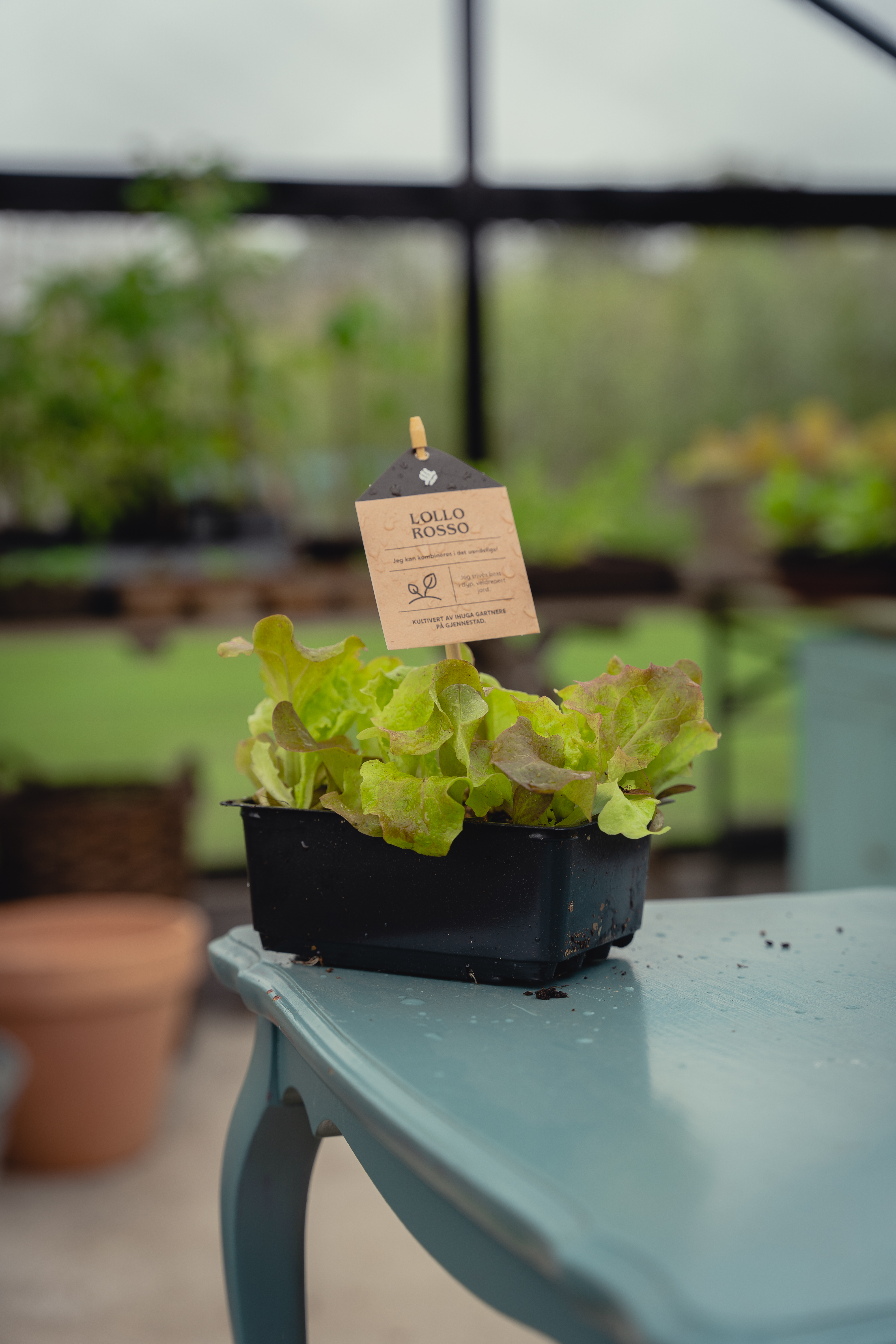 lollo rosso salat