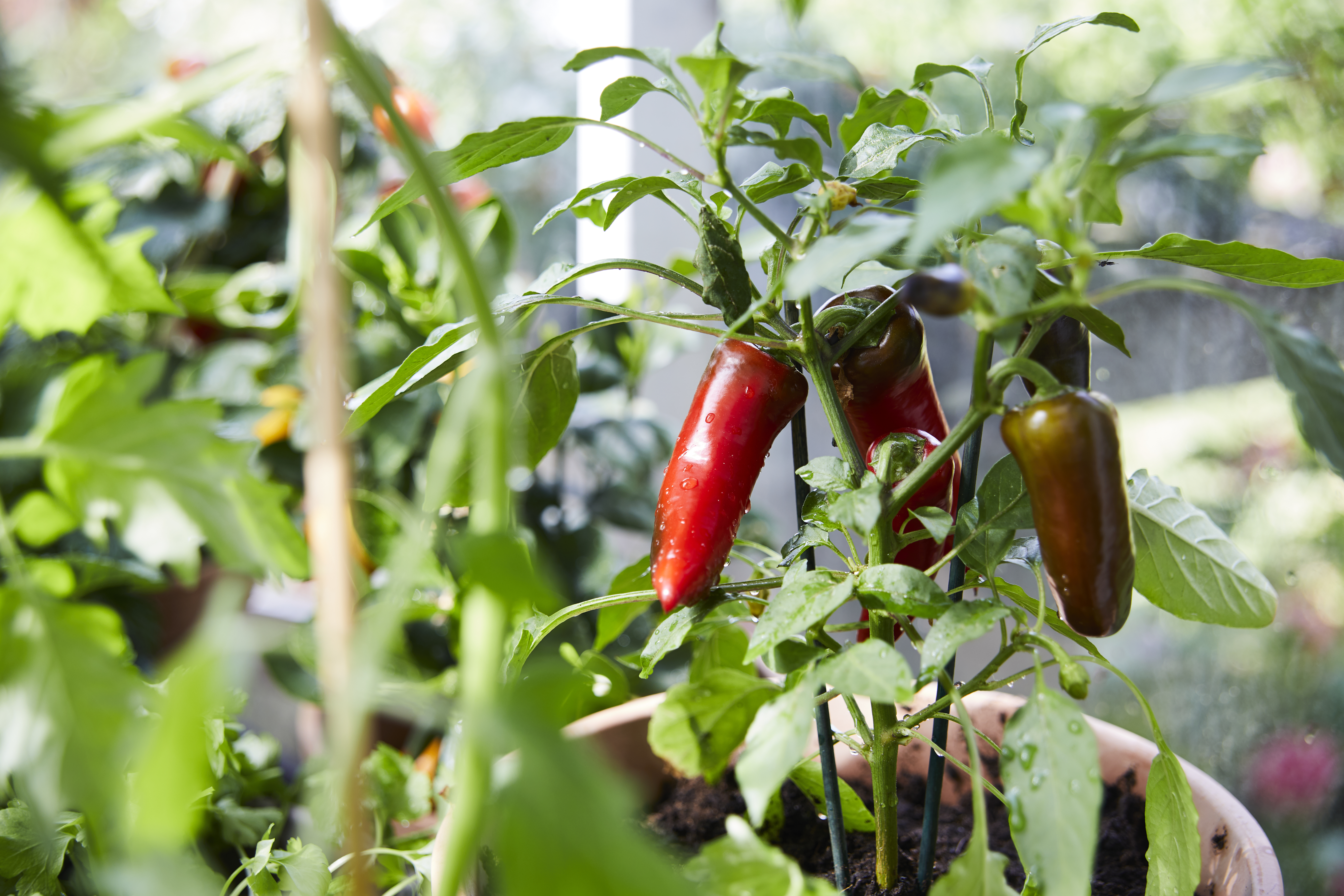 chili