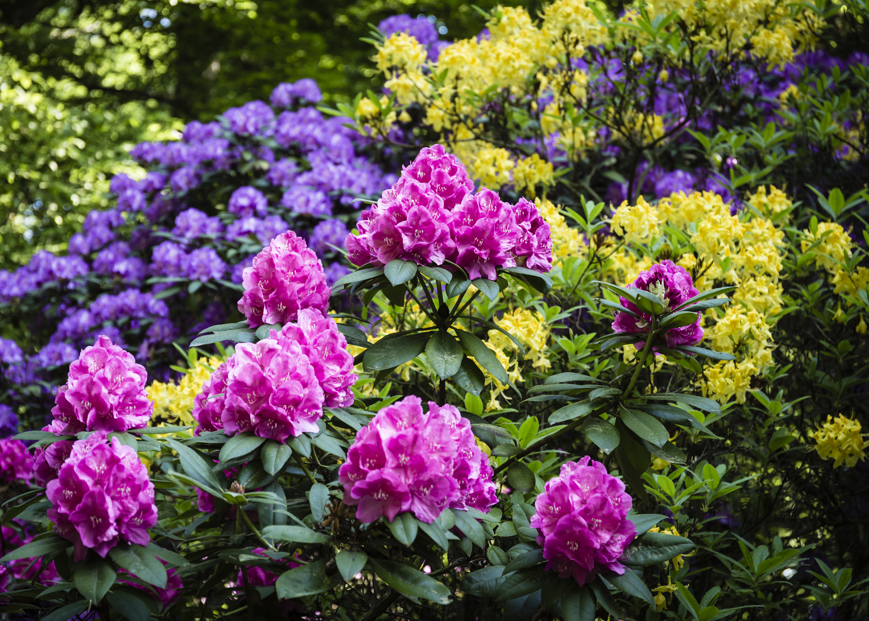 rhododendron