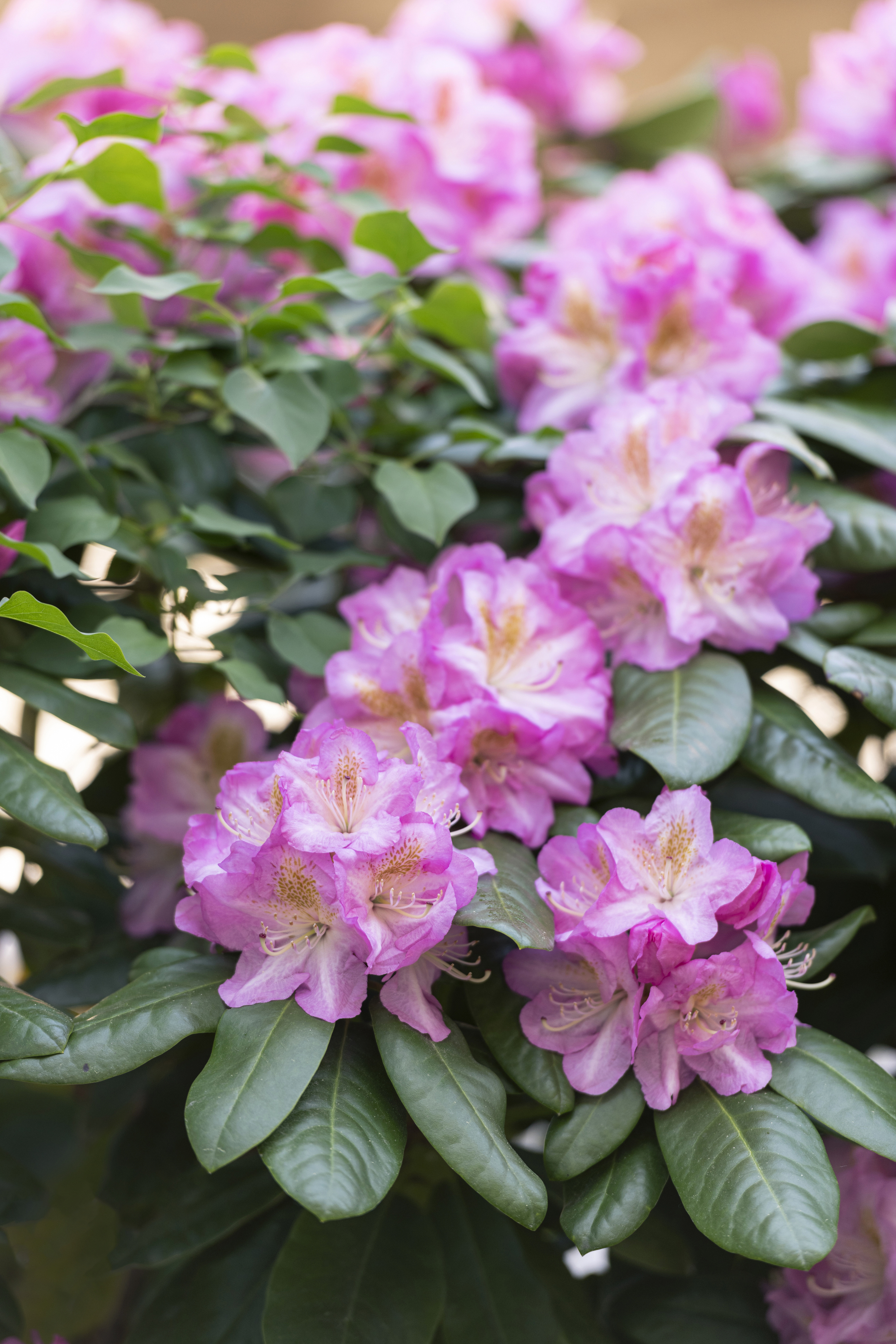 rhododendron