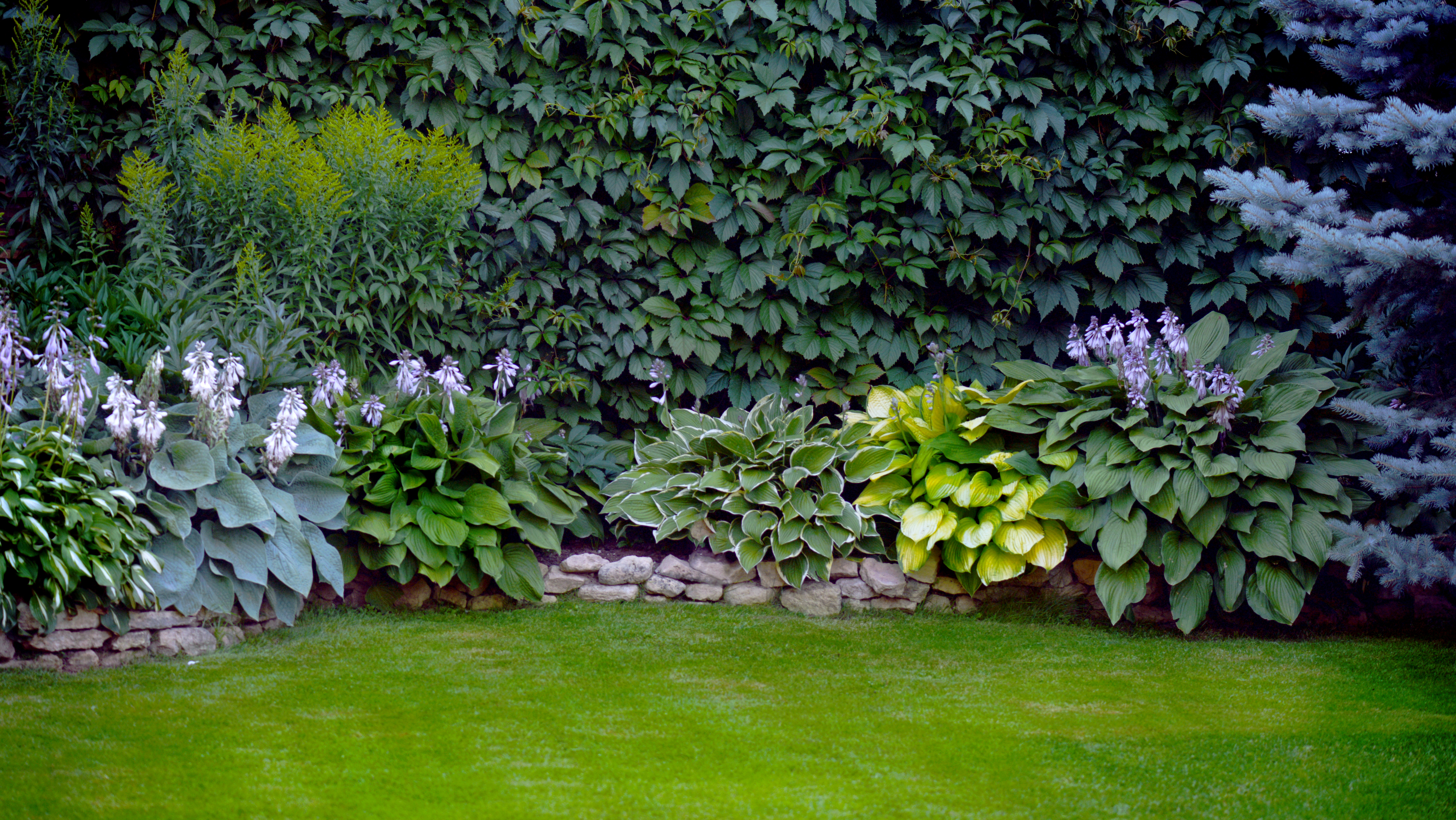 Hosta hage stauder