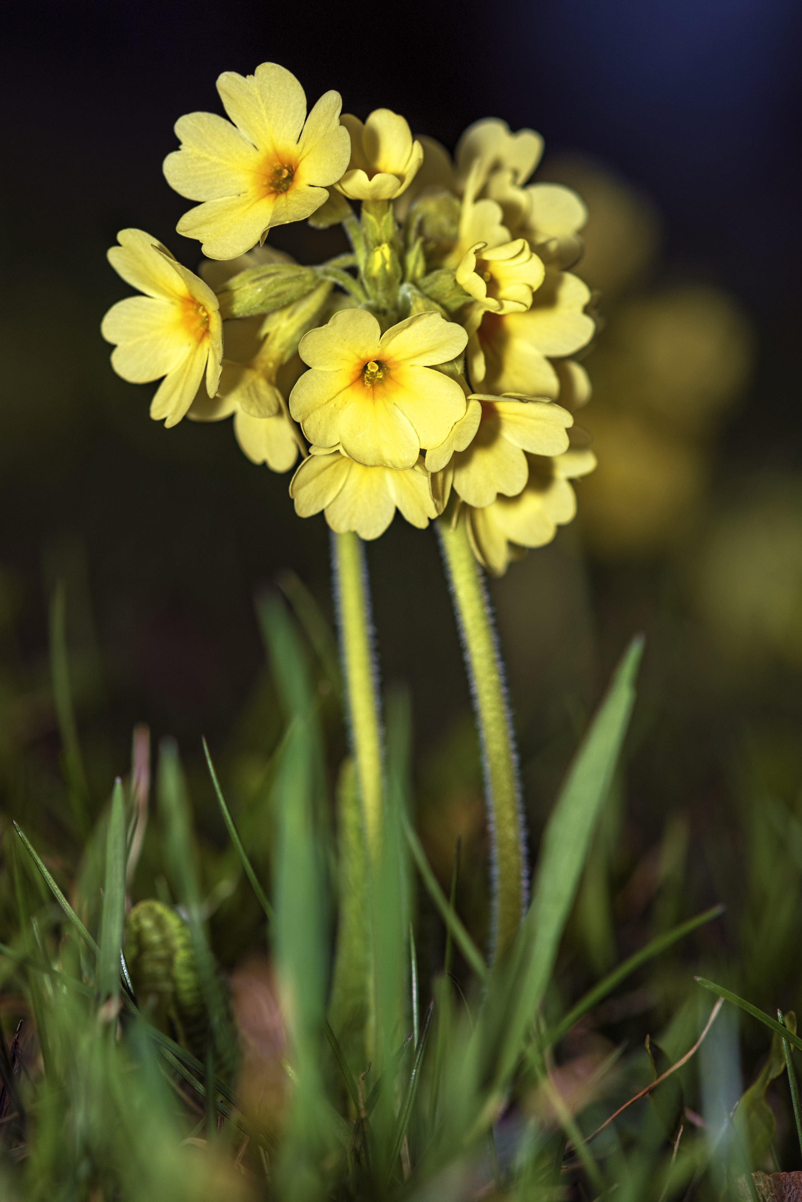 Primula