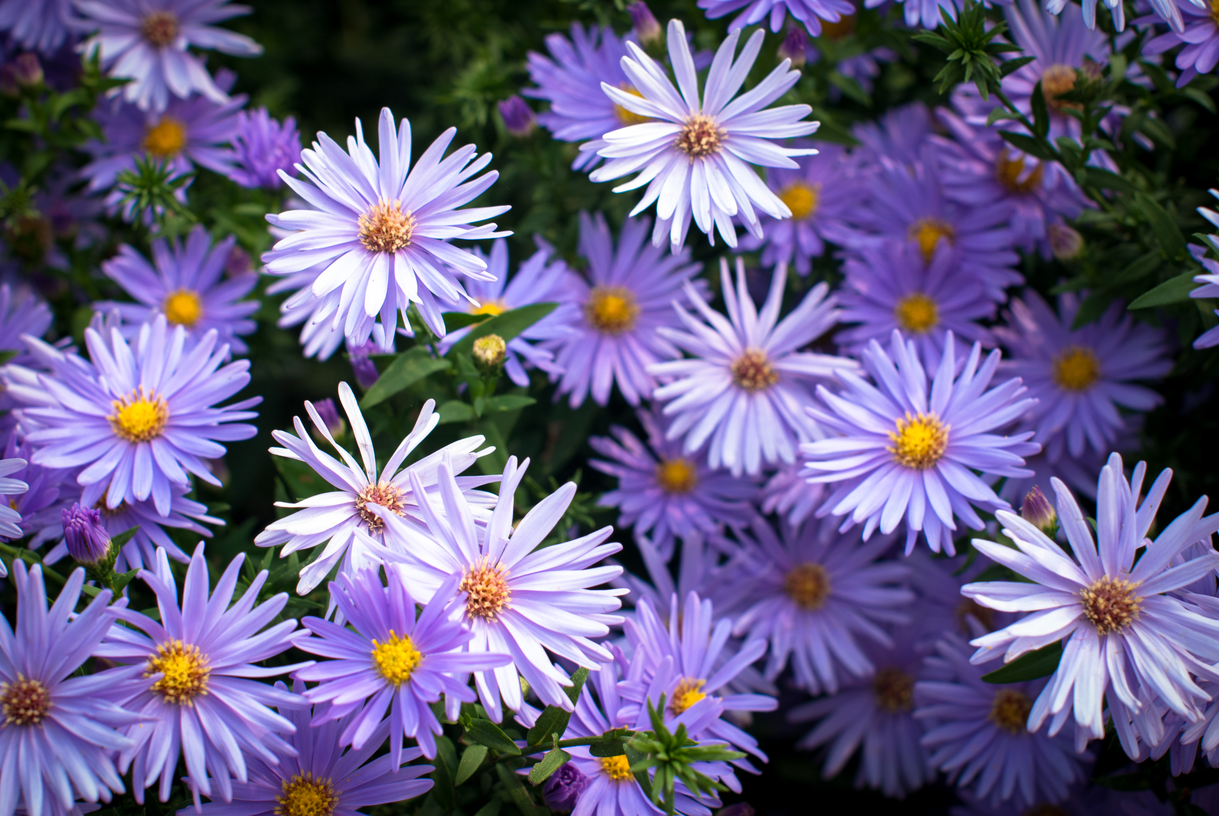 Asters staude