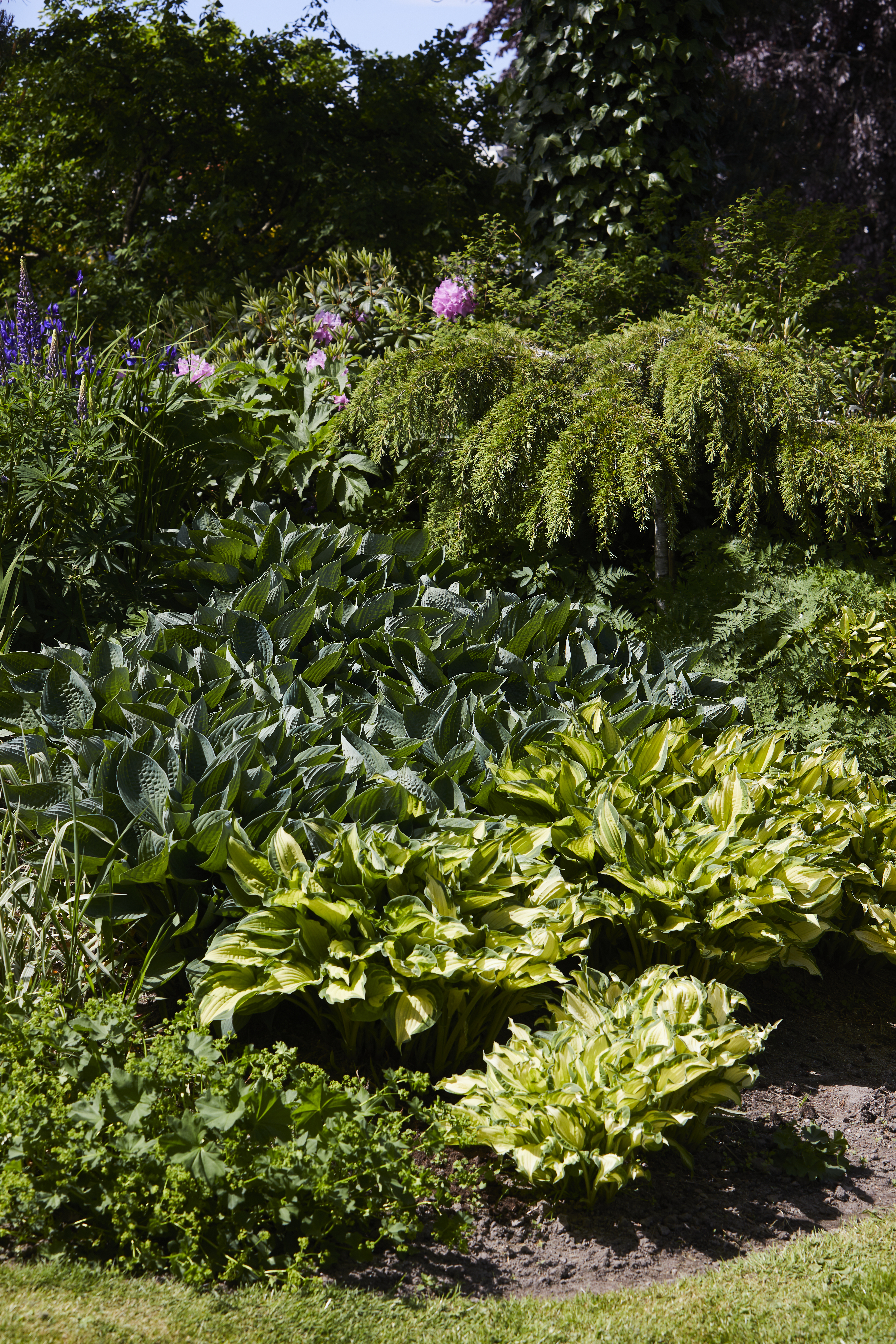 Hagemiljø hosta bed Lillesand