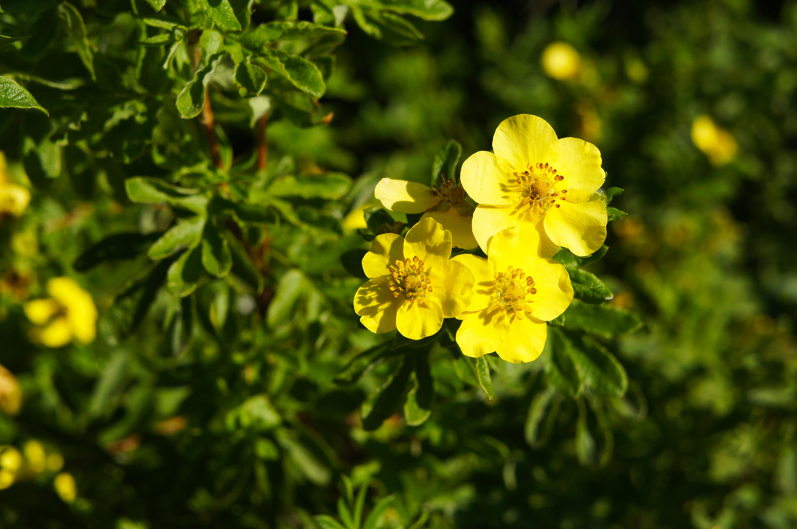 Potentilla buskmure