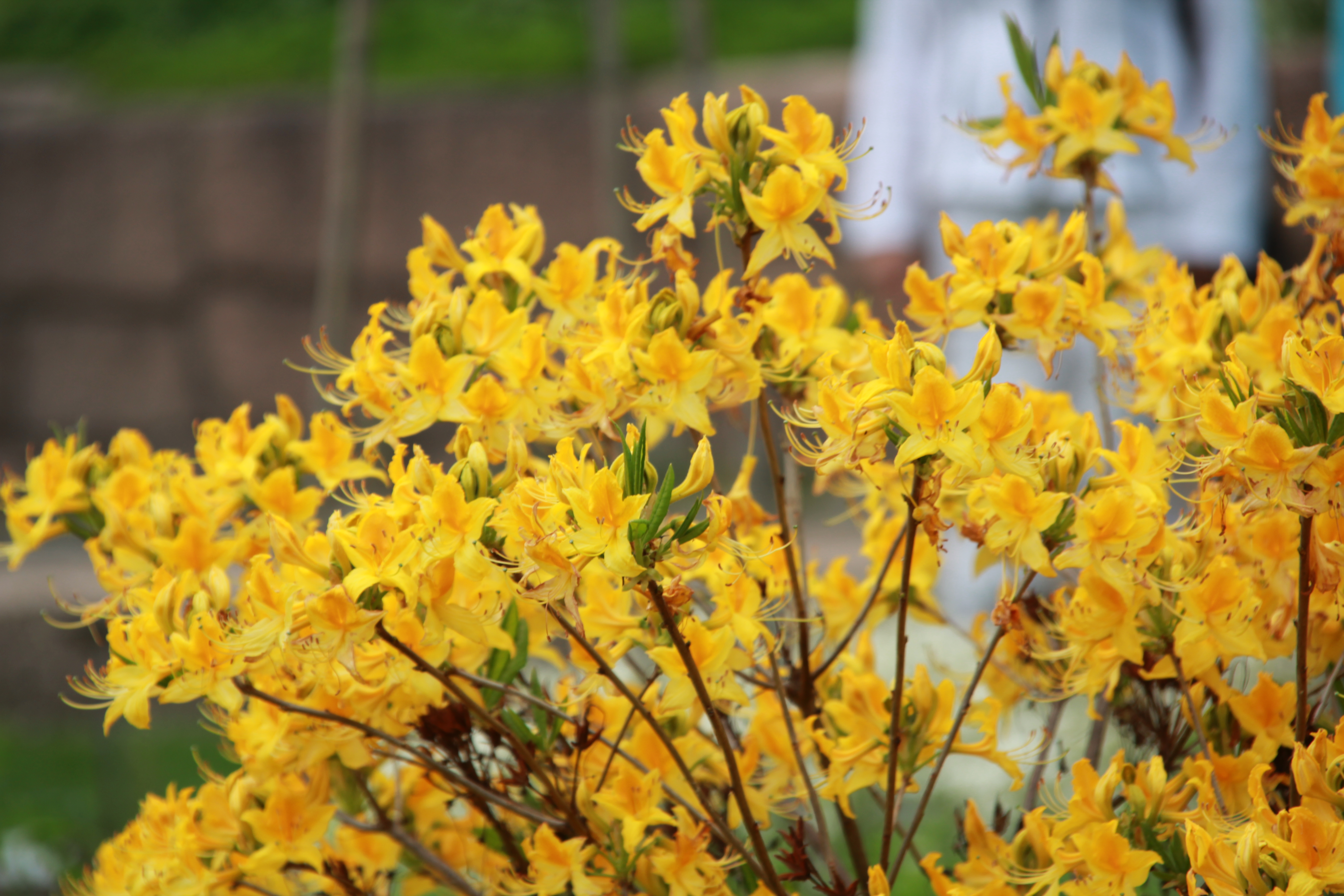 Azalea