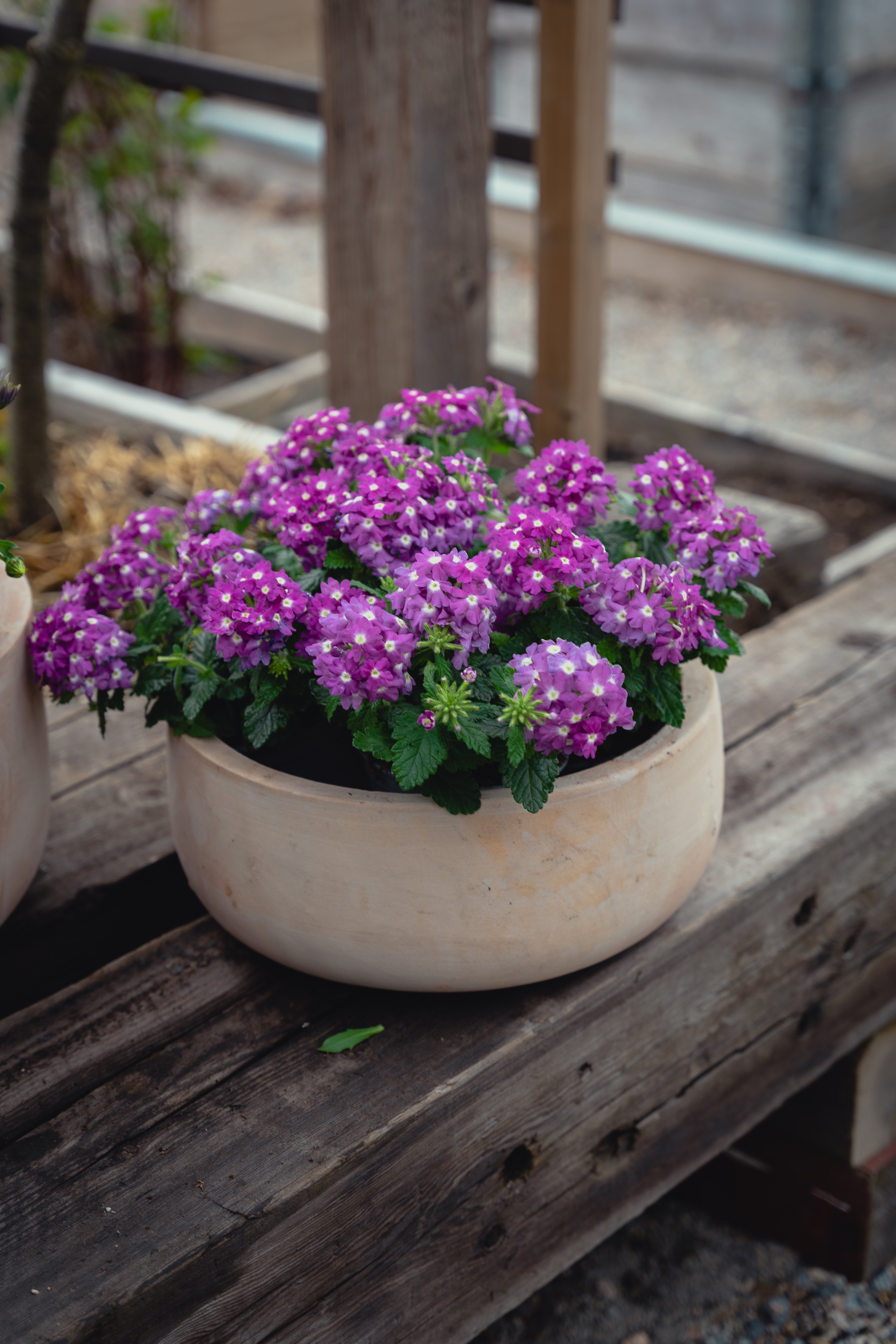 Hortensia