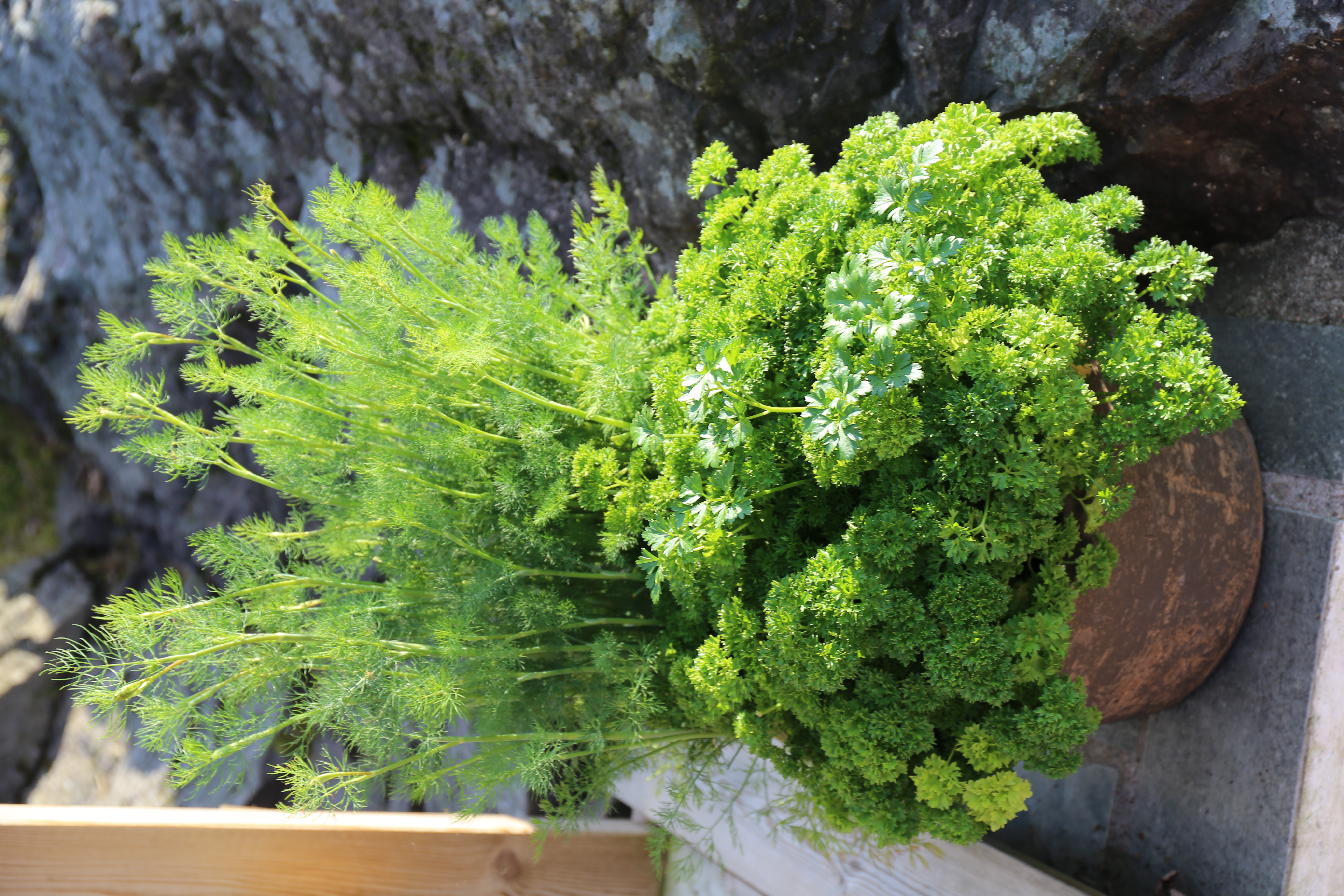 krydderurter dill persille