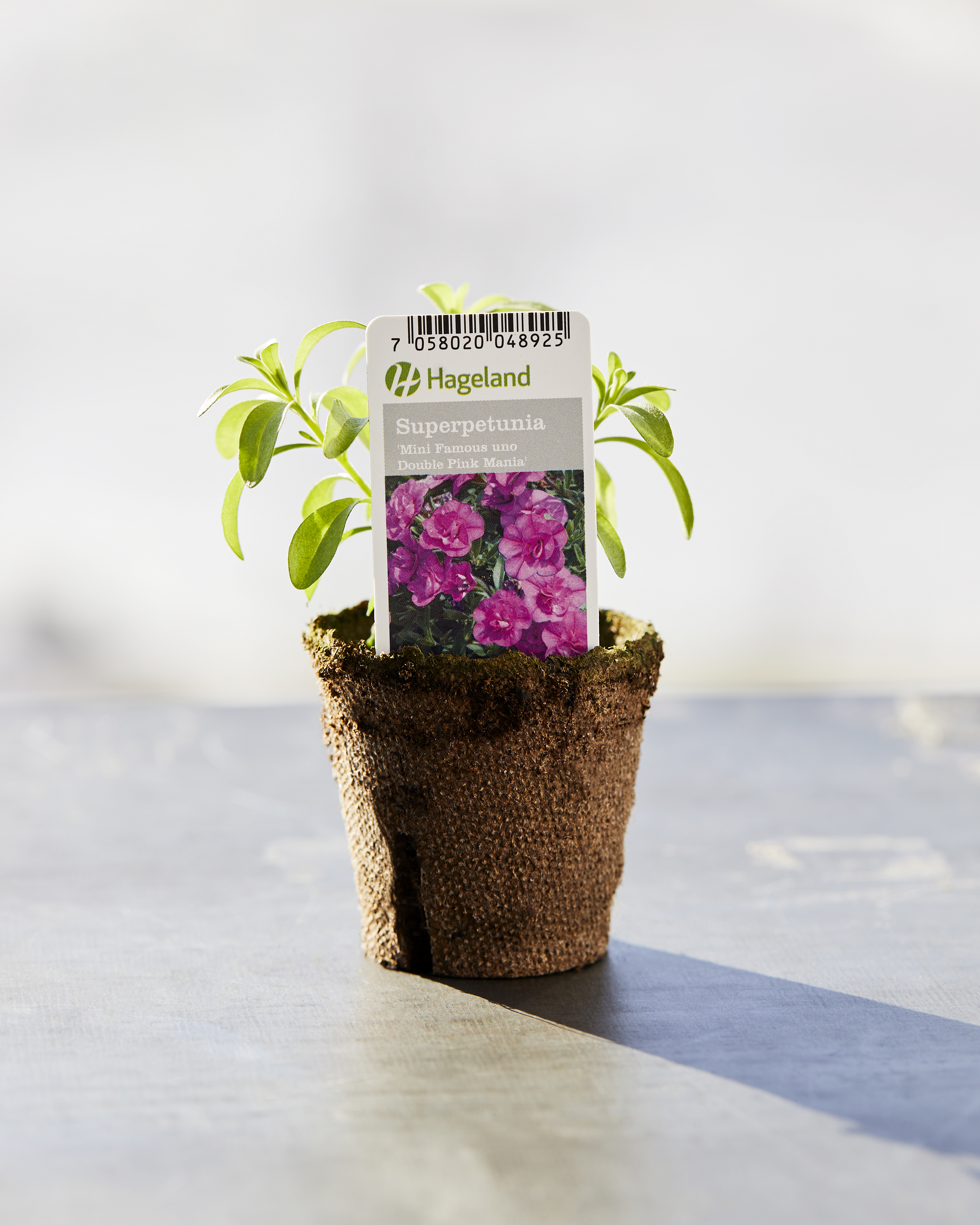 stikling superpetunia