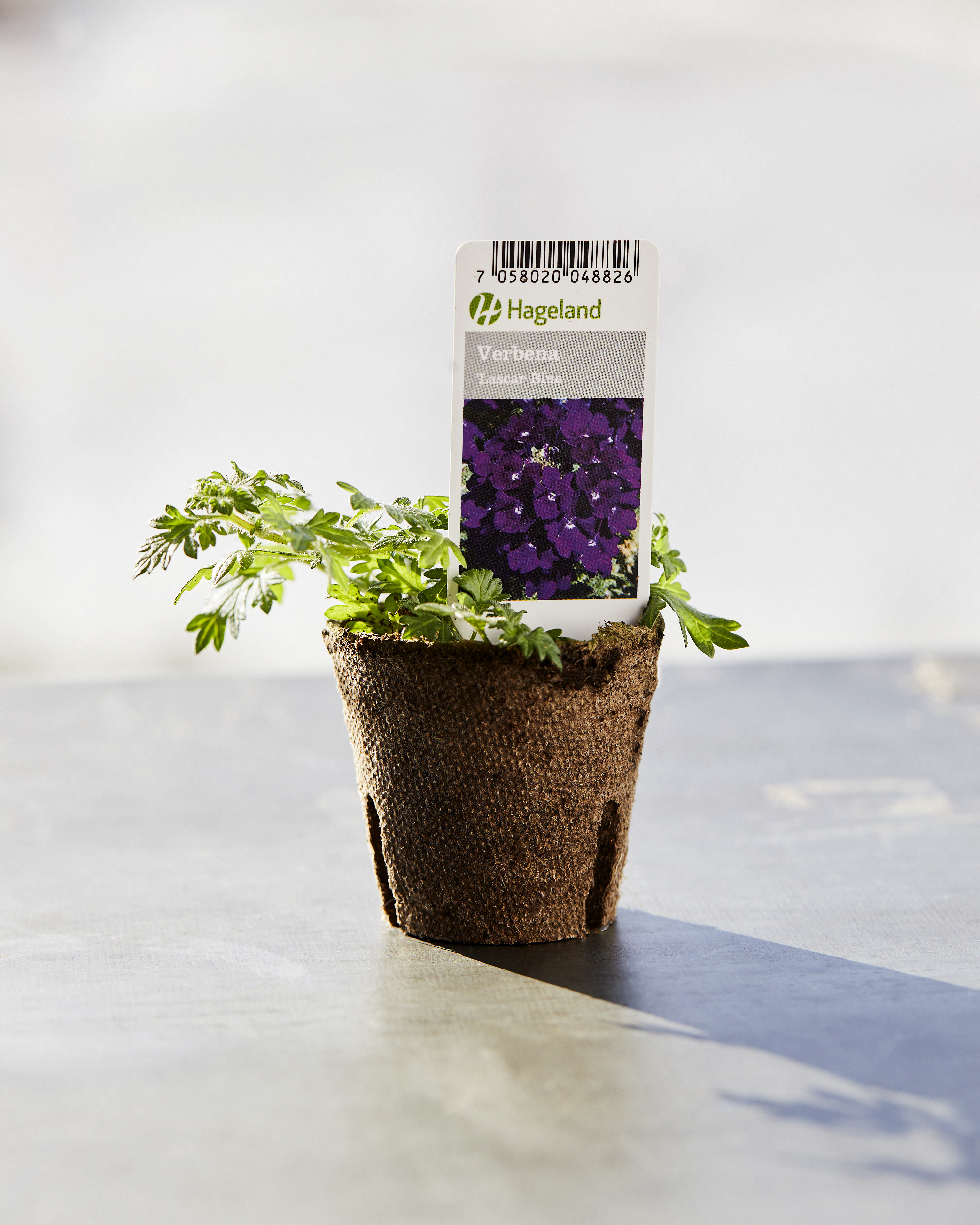 stikling verbena