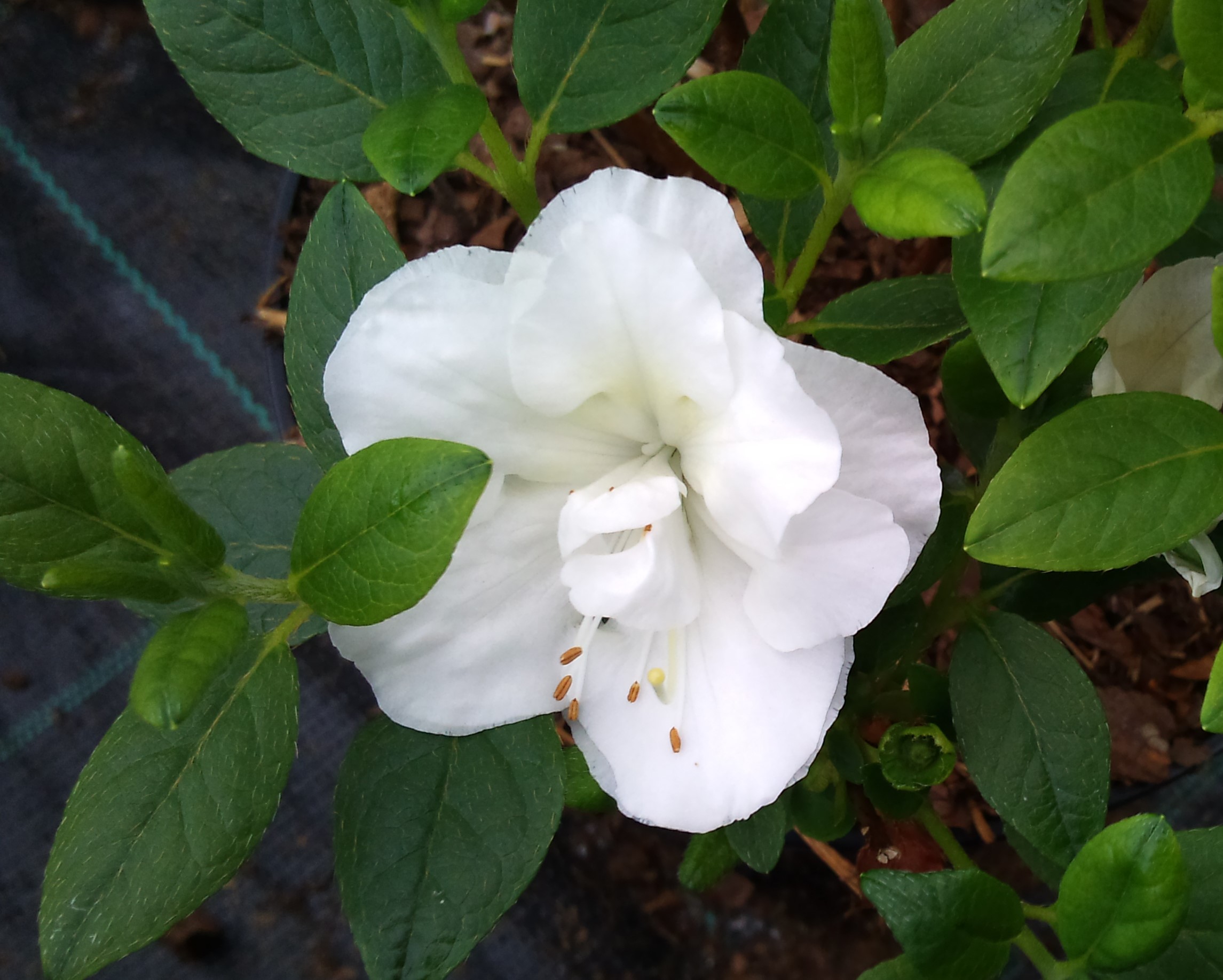 Rhododendron 'Schneeperle' i blomst