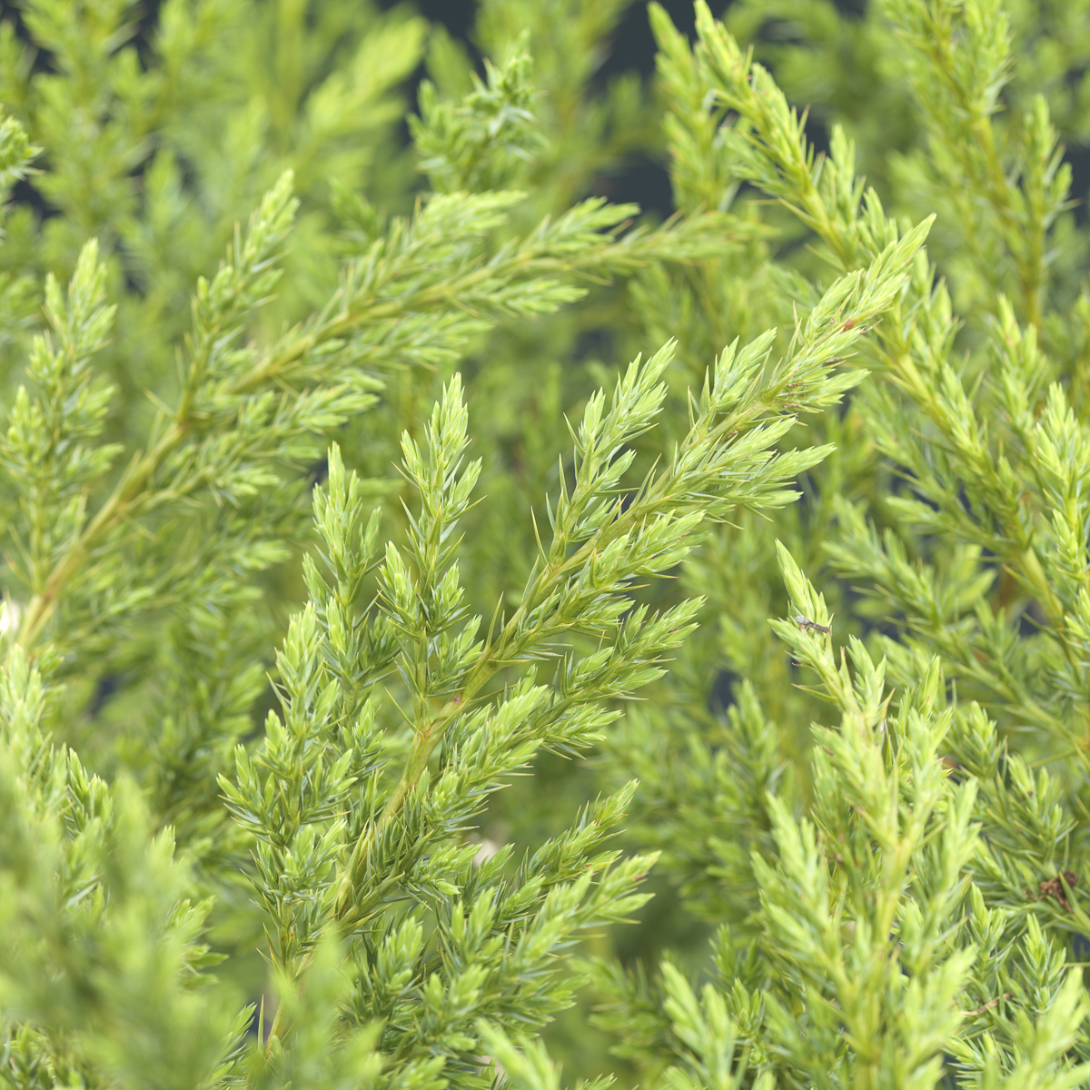 Himalayaeiner 'Blue Swede'