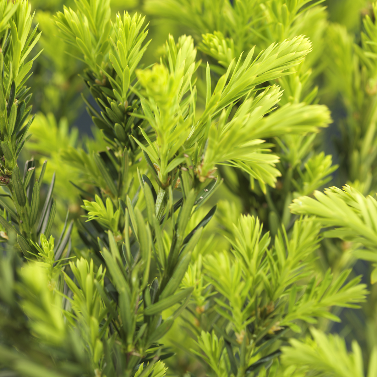 Hybridbarlind 'Hllii*