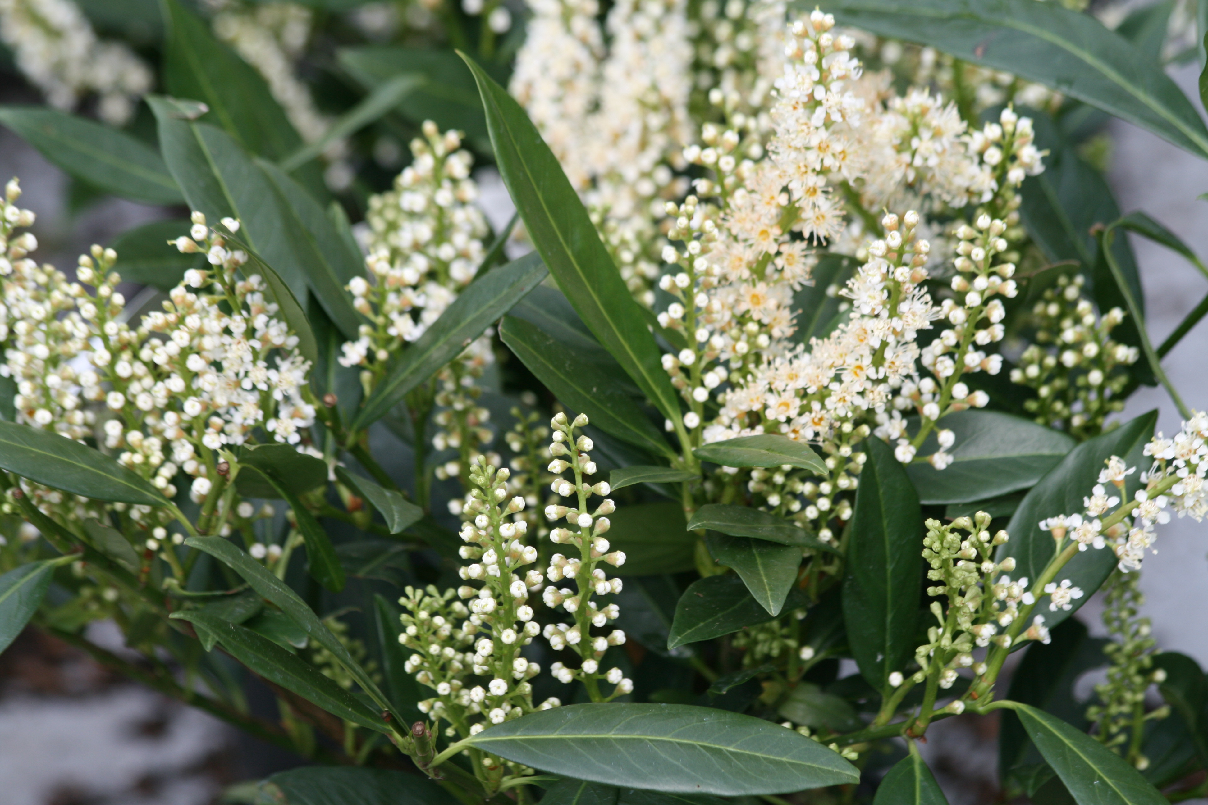 Laubærhegg 'Otto Luyken'