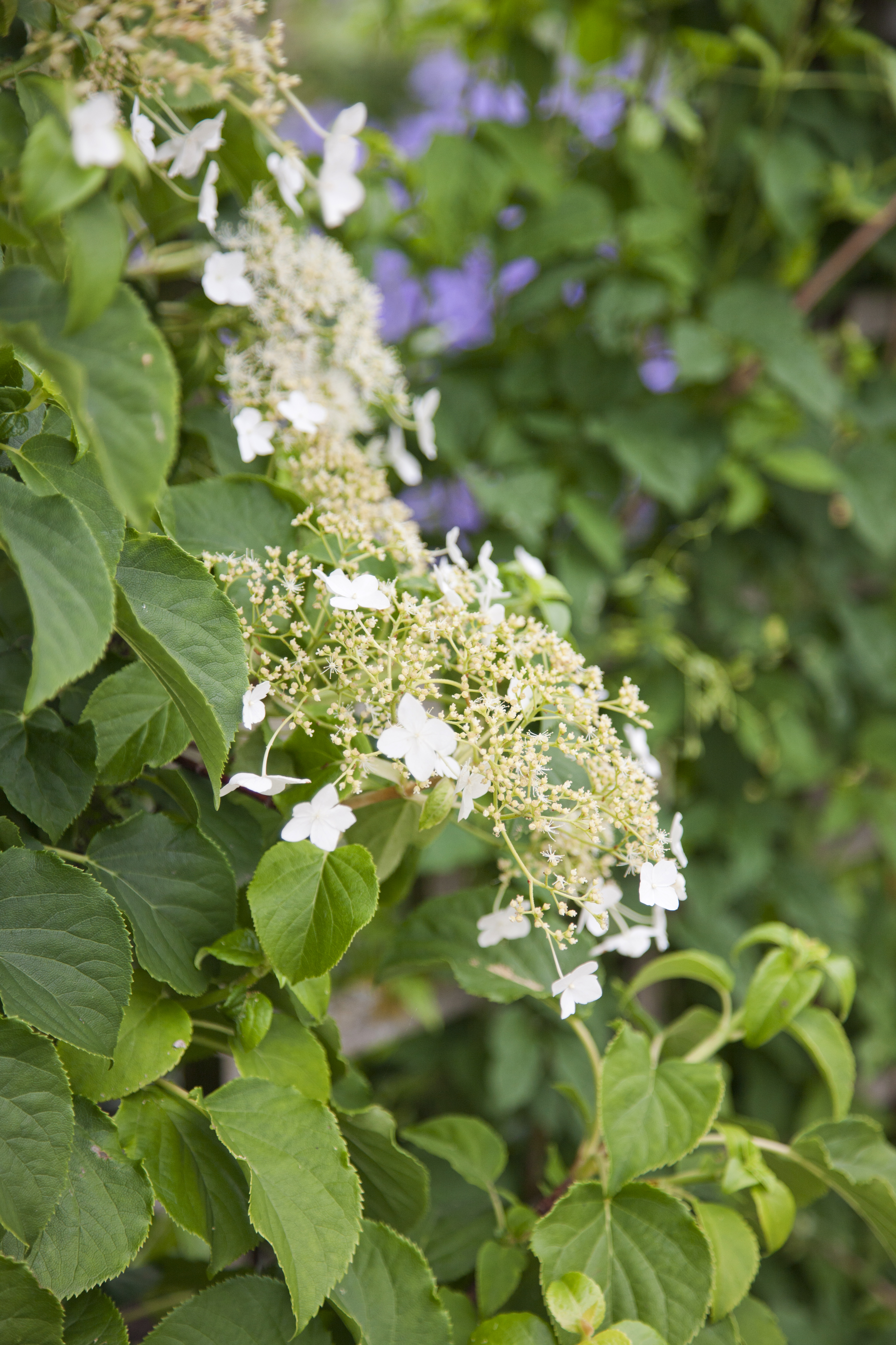 Klatrehortensia
