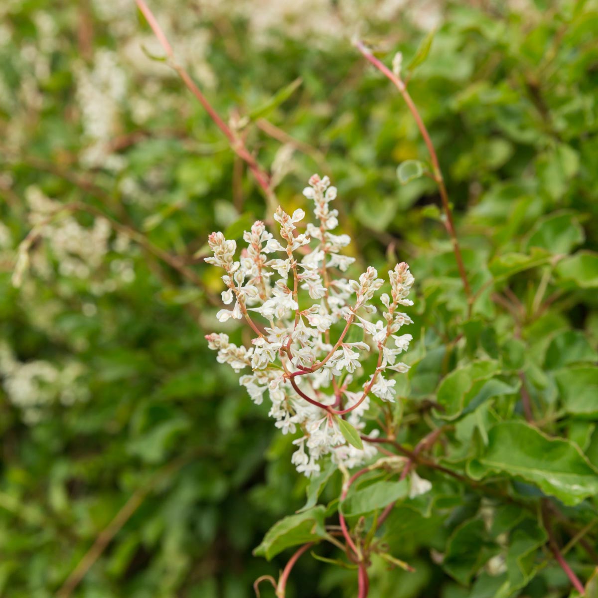 Klatreslirekne_Arkitektens trøst