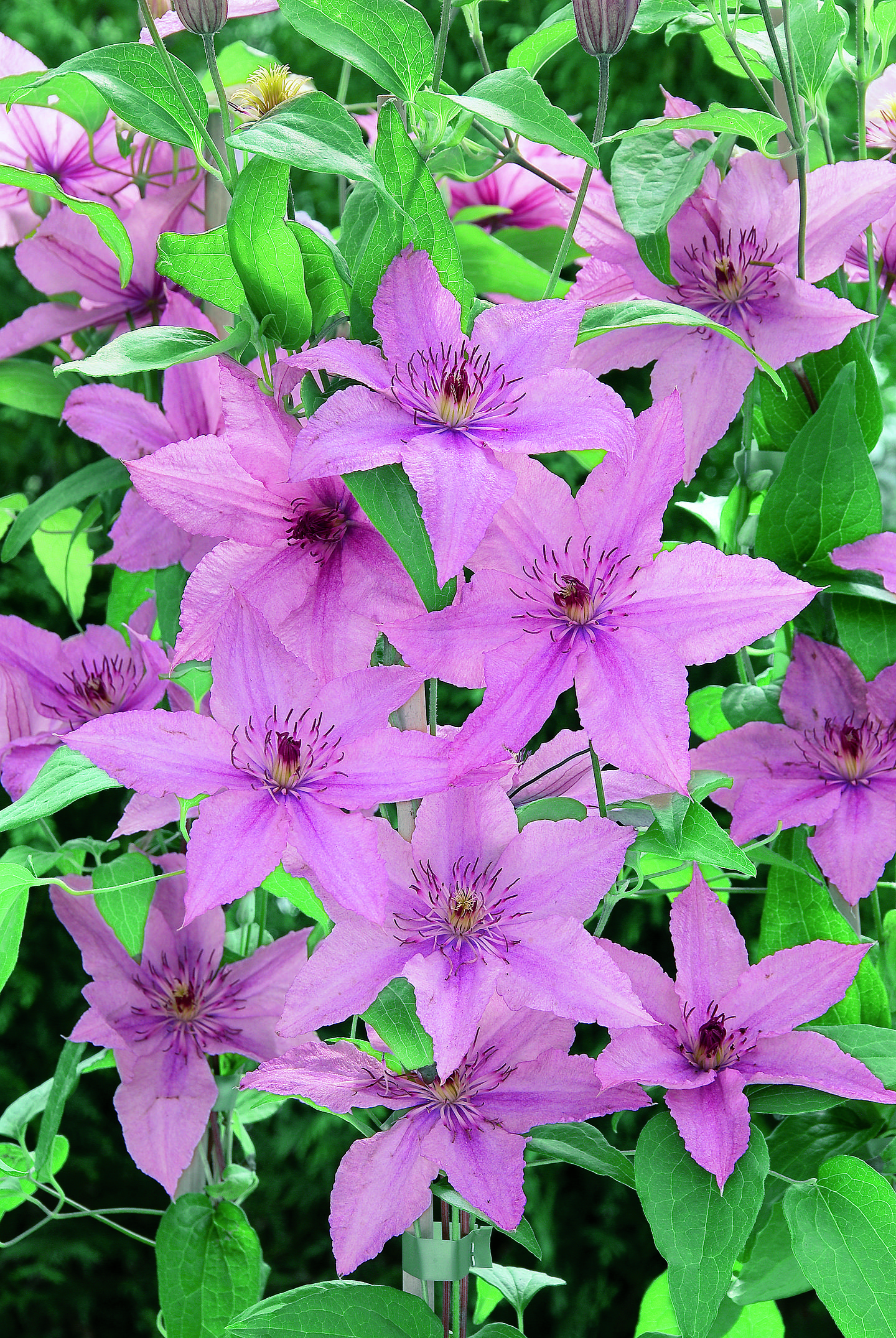 Klematis 'Hagley Hybrid'