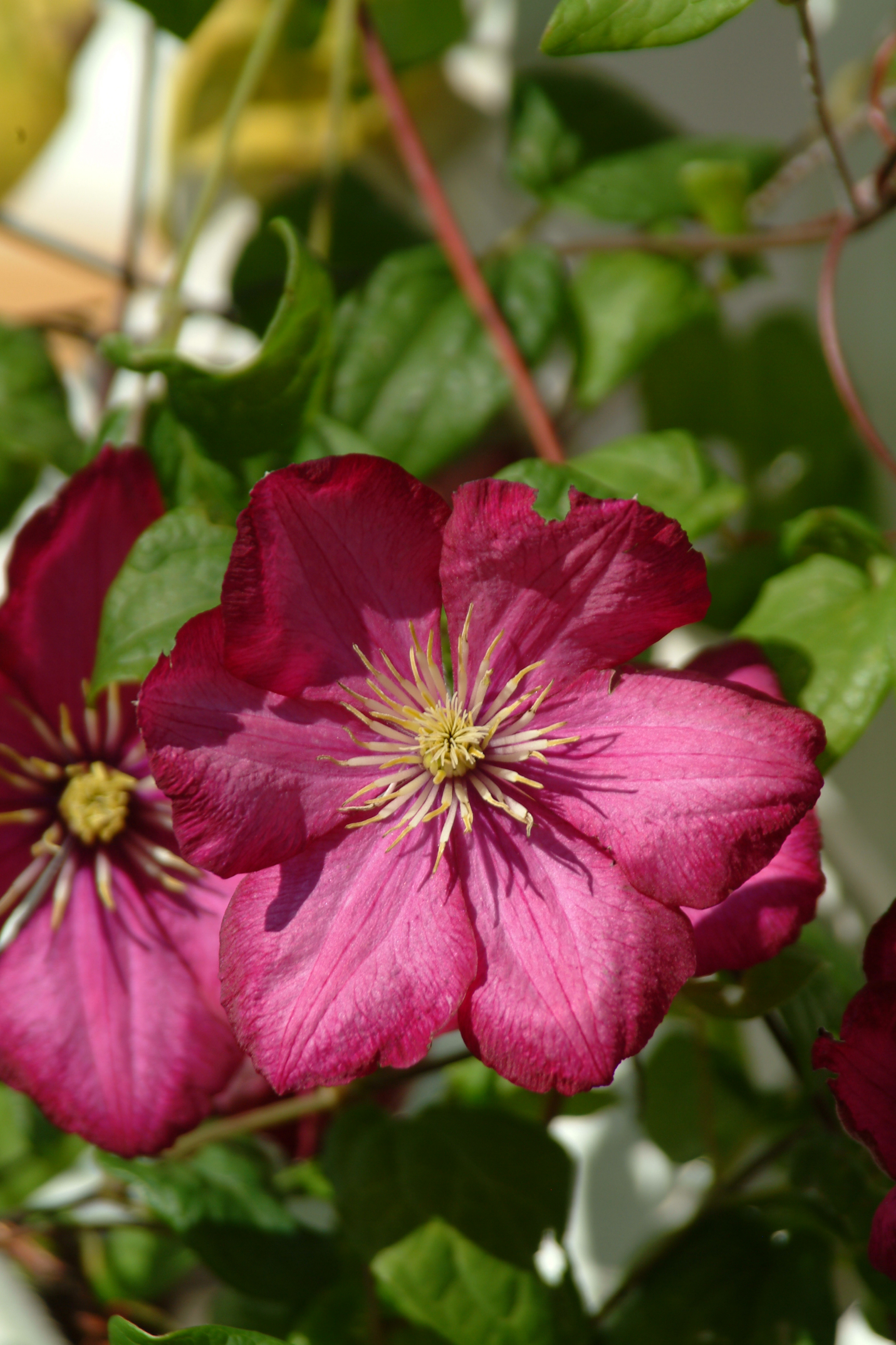 Klematis 'Ville de Lyon'