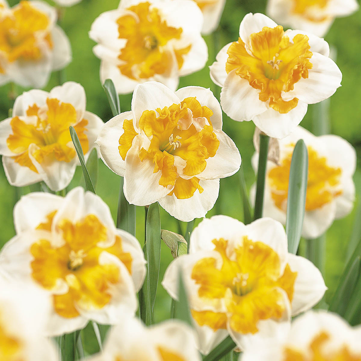 Påskelilje 'Love Call' 5 stk