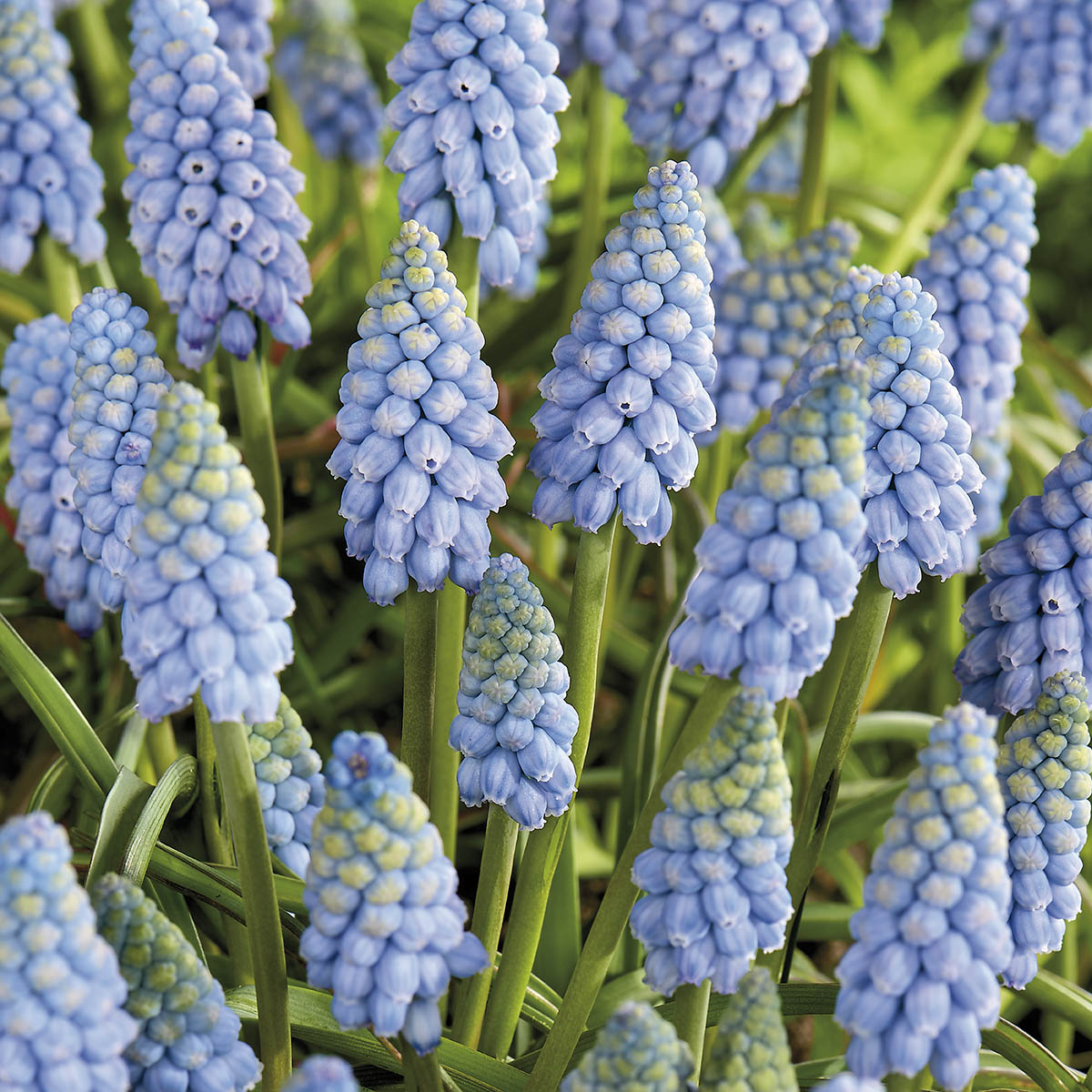 Perleblomst 'Valerie Finnis' 15 stk