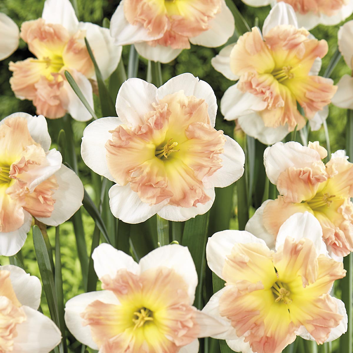 Påskelilje 'Mallee'