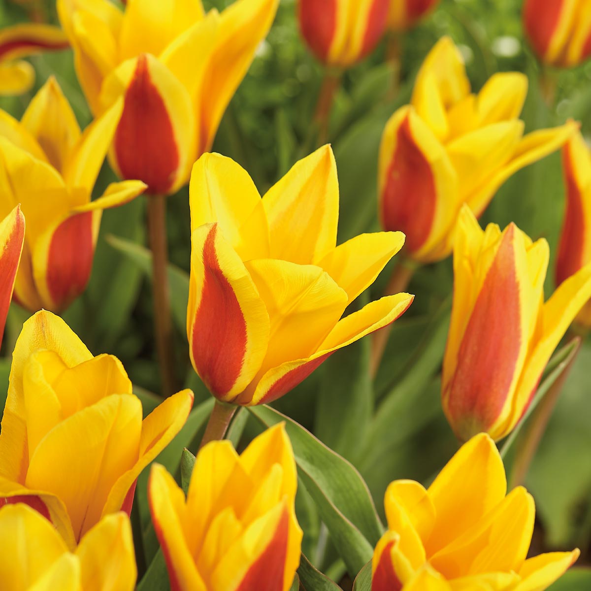 Tulipan 'Goudstuk' 8 stk