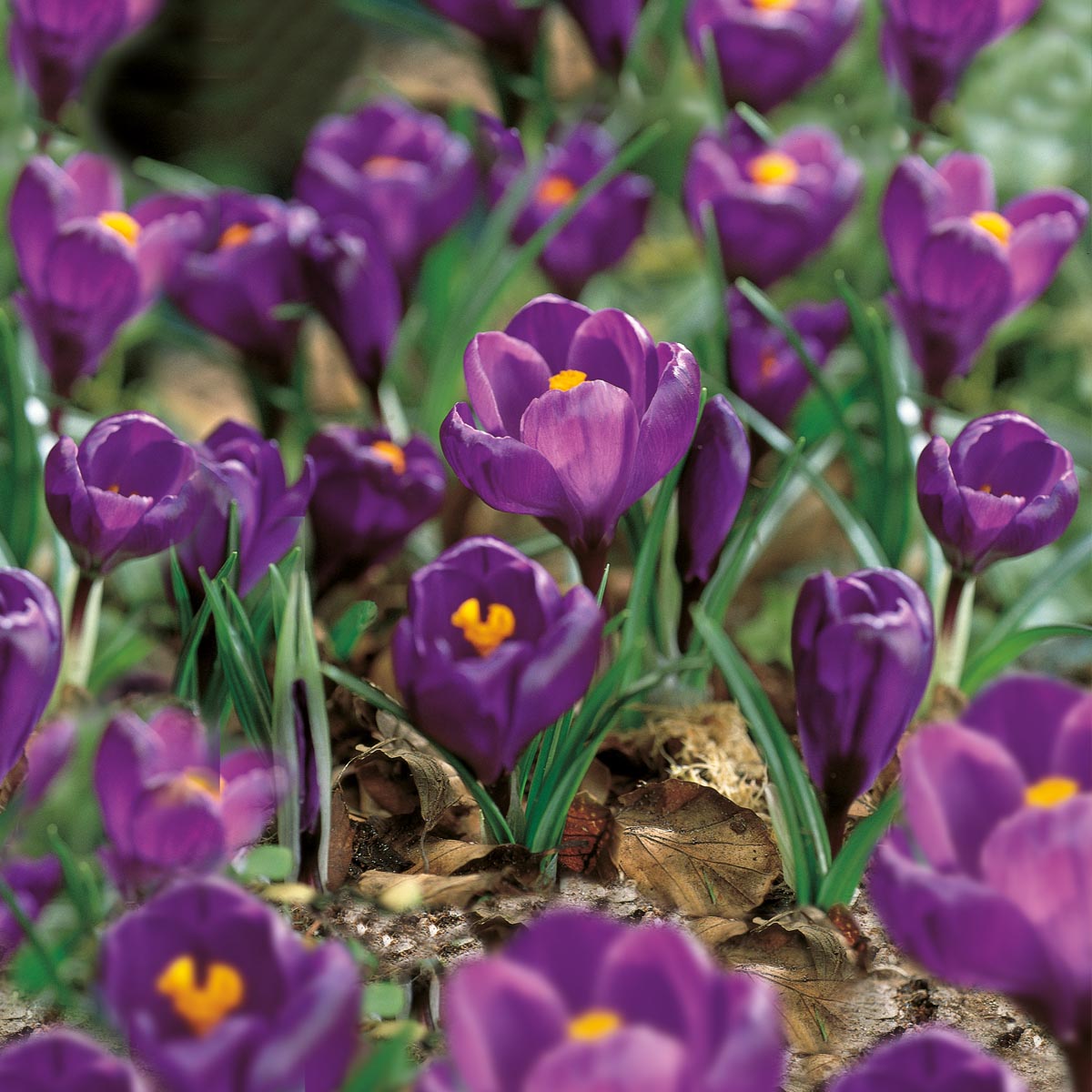 Krokus 'Blue Ocean' 12 stk