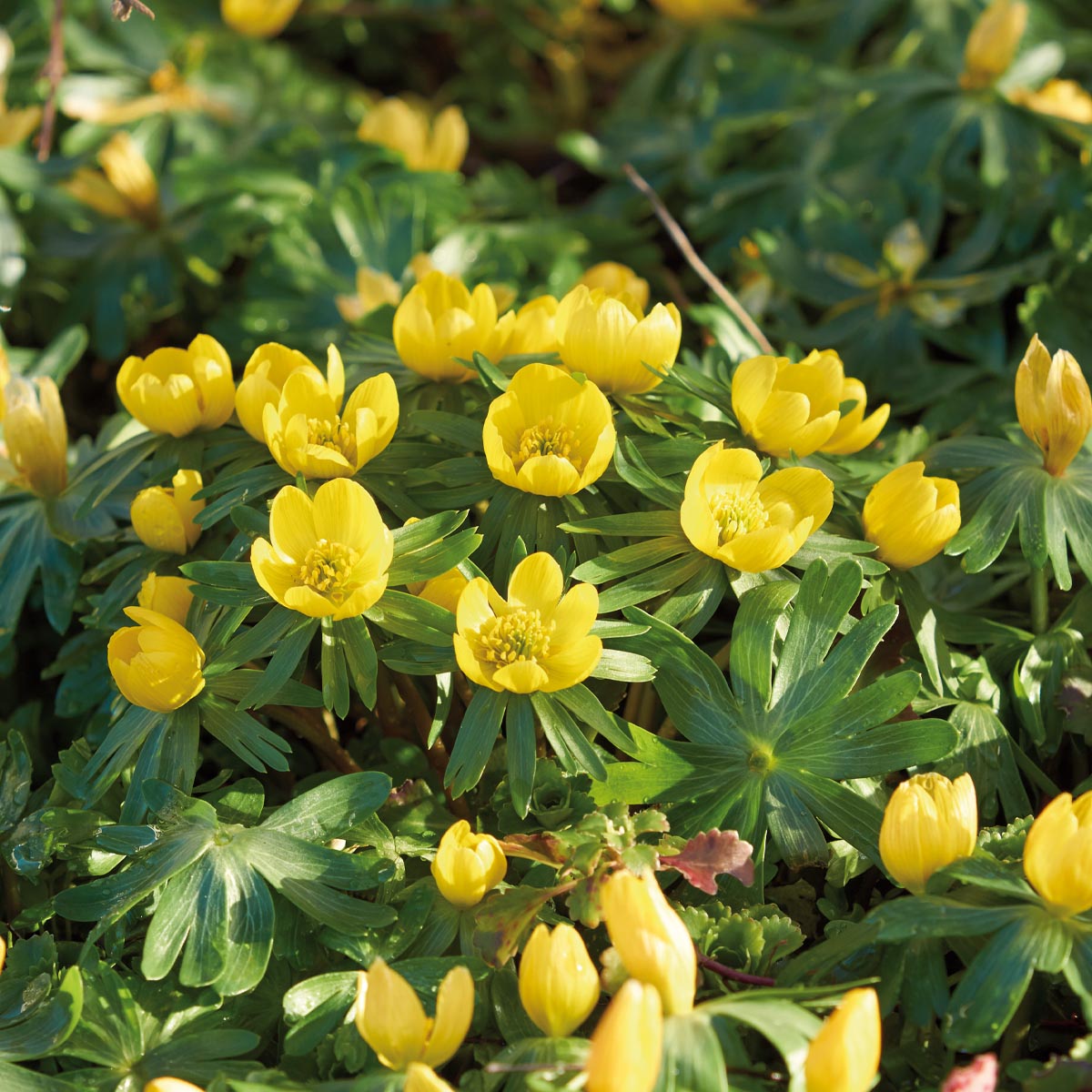 Vinterblom 'Cilicica' 10 stk