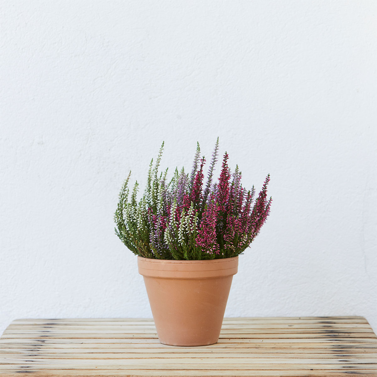 Røsslyng Calluna 'Trio'