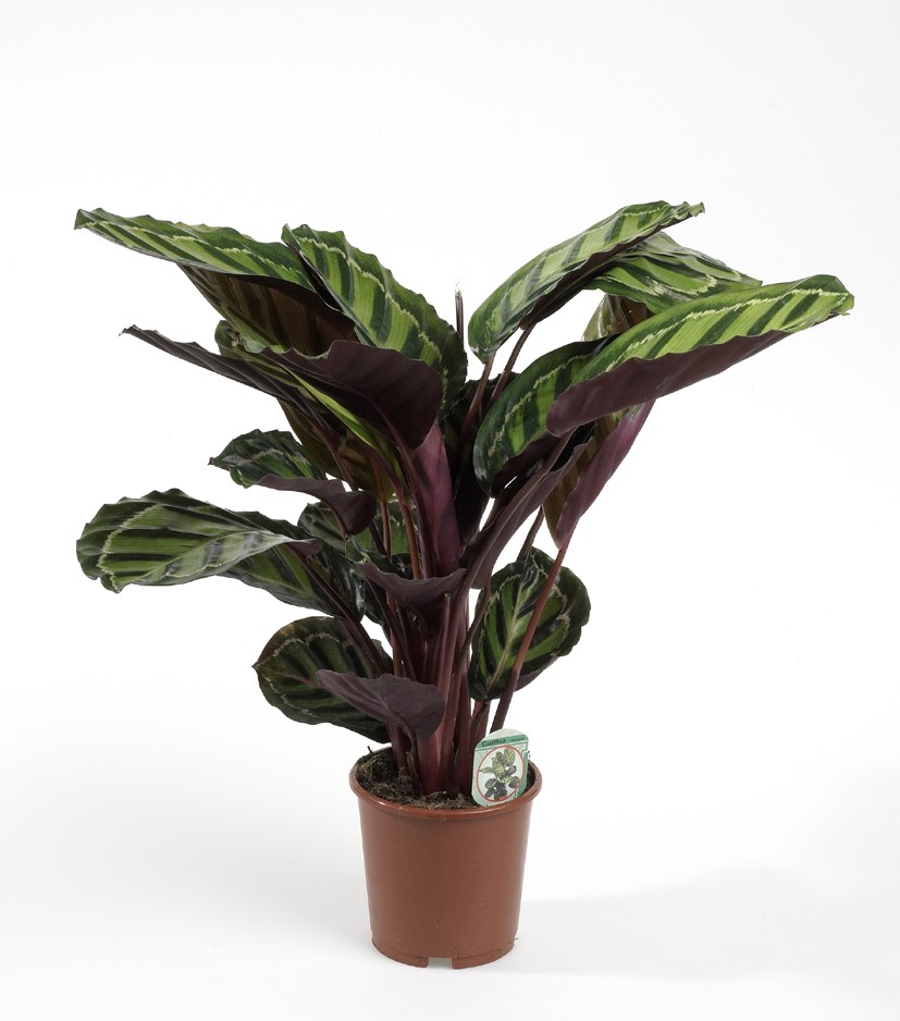 Calathea makoyana