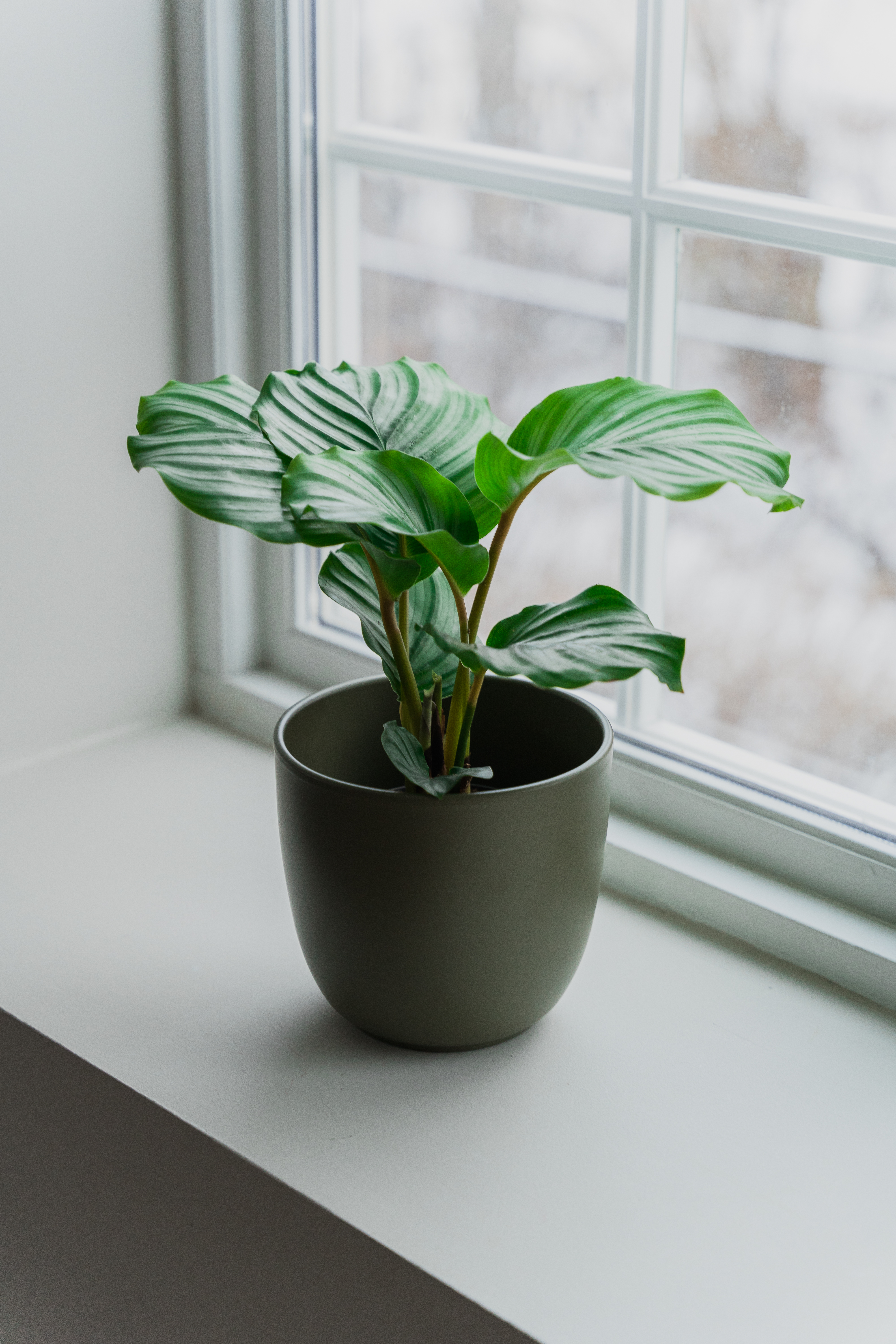 Calathea 'Beauty Star'