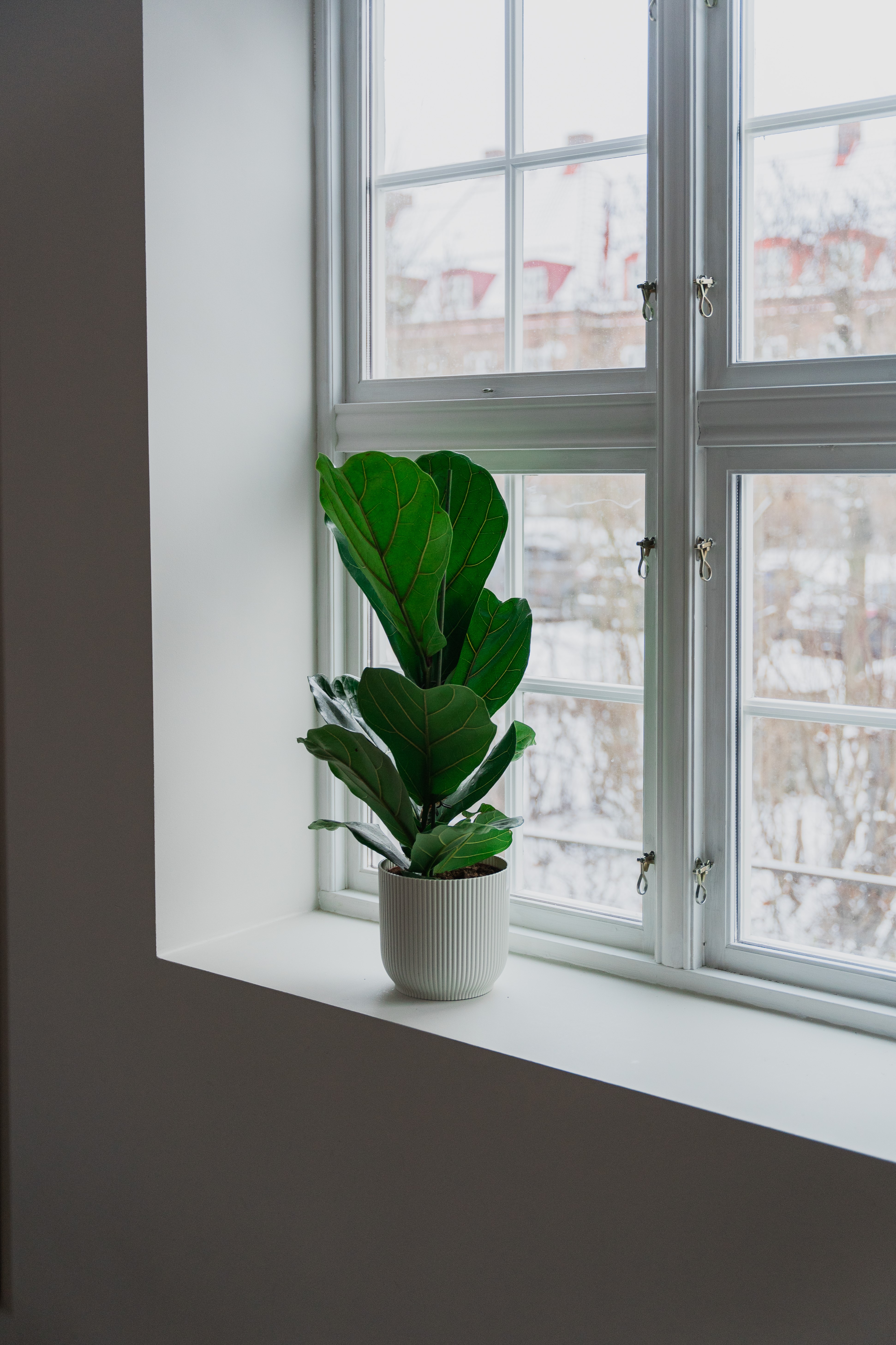 Fiolinfiken / Ficus lyrata