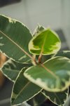 Gummifiken / 'Ficus 'Robusta'